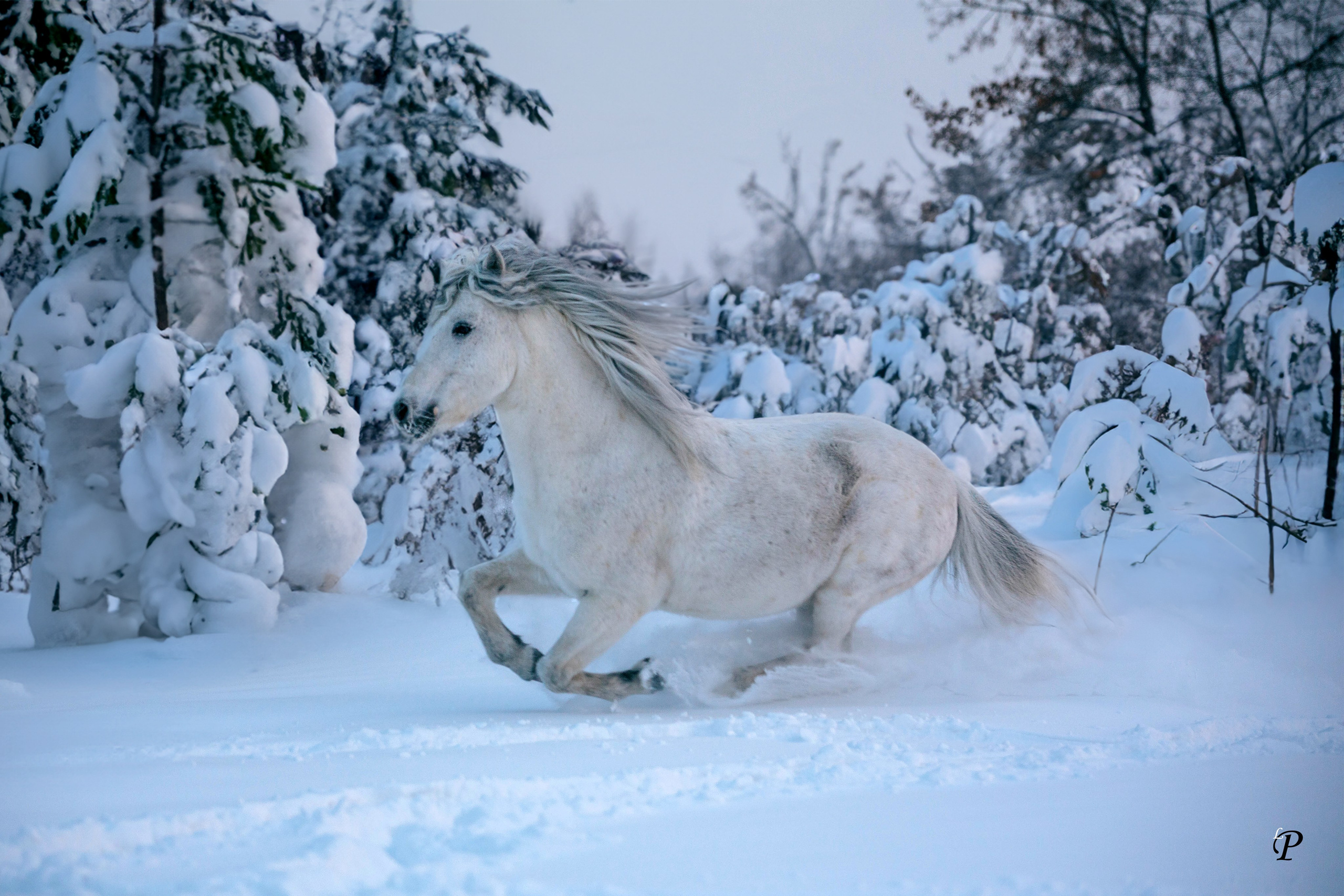 Лошади зимой. Конный фотограф в Красноярске — Любовь Похабова