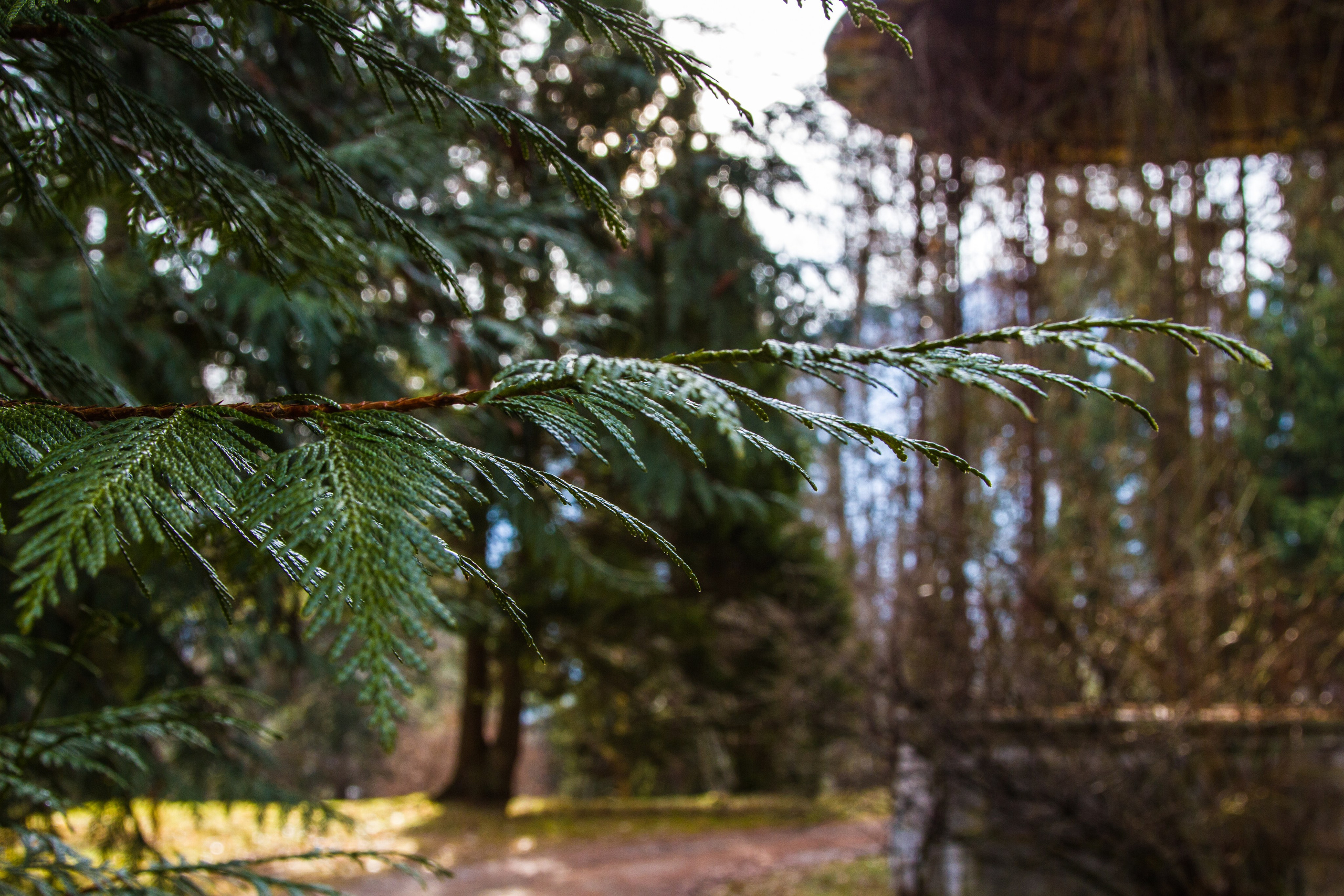 Австрия: Бад-Ишль. Дарья Письменюк / Darya Leitstern — фотограф, музыкант, журналист, путешественник