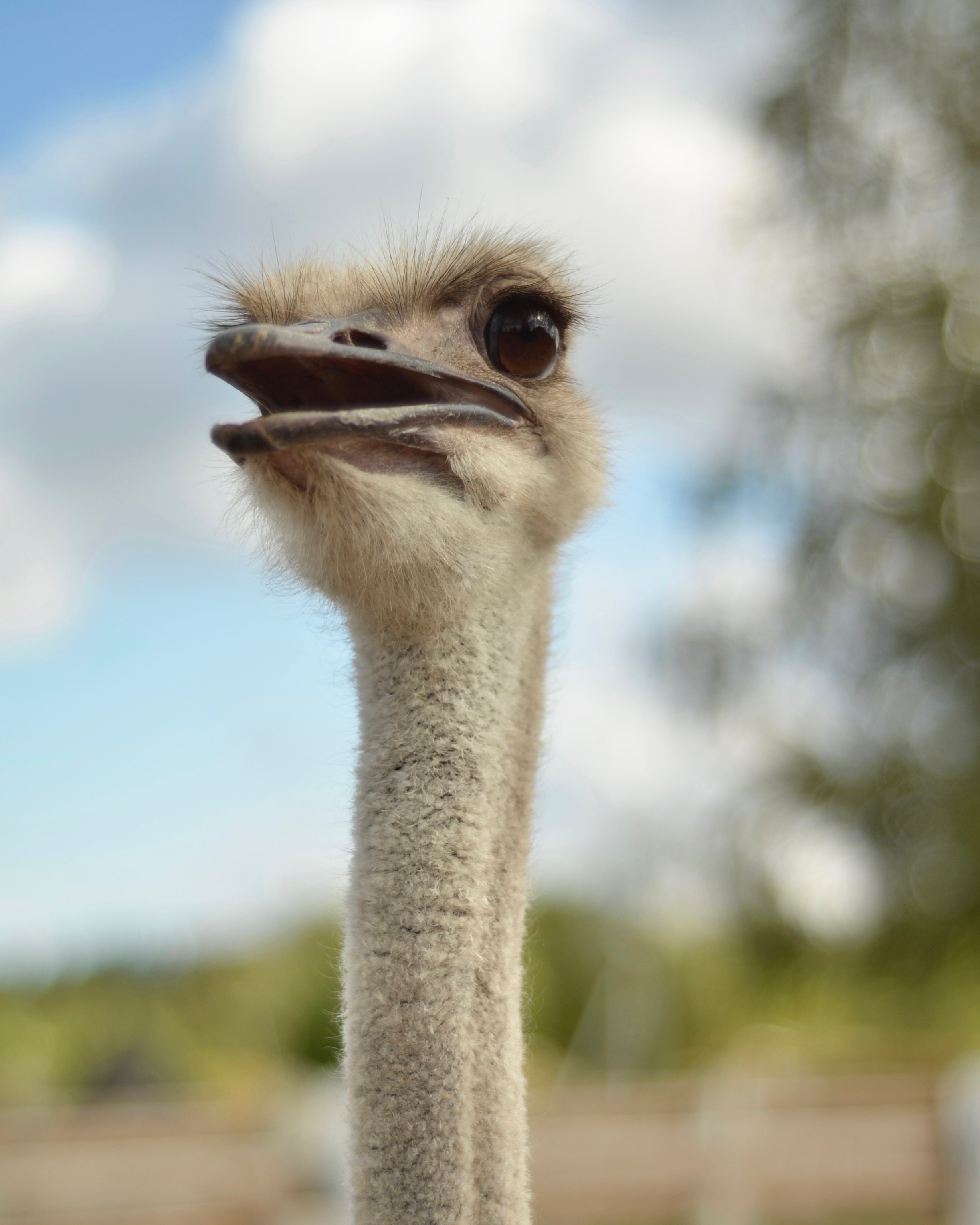 Не собаки и не лошади. Фотограф анималист