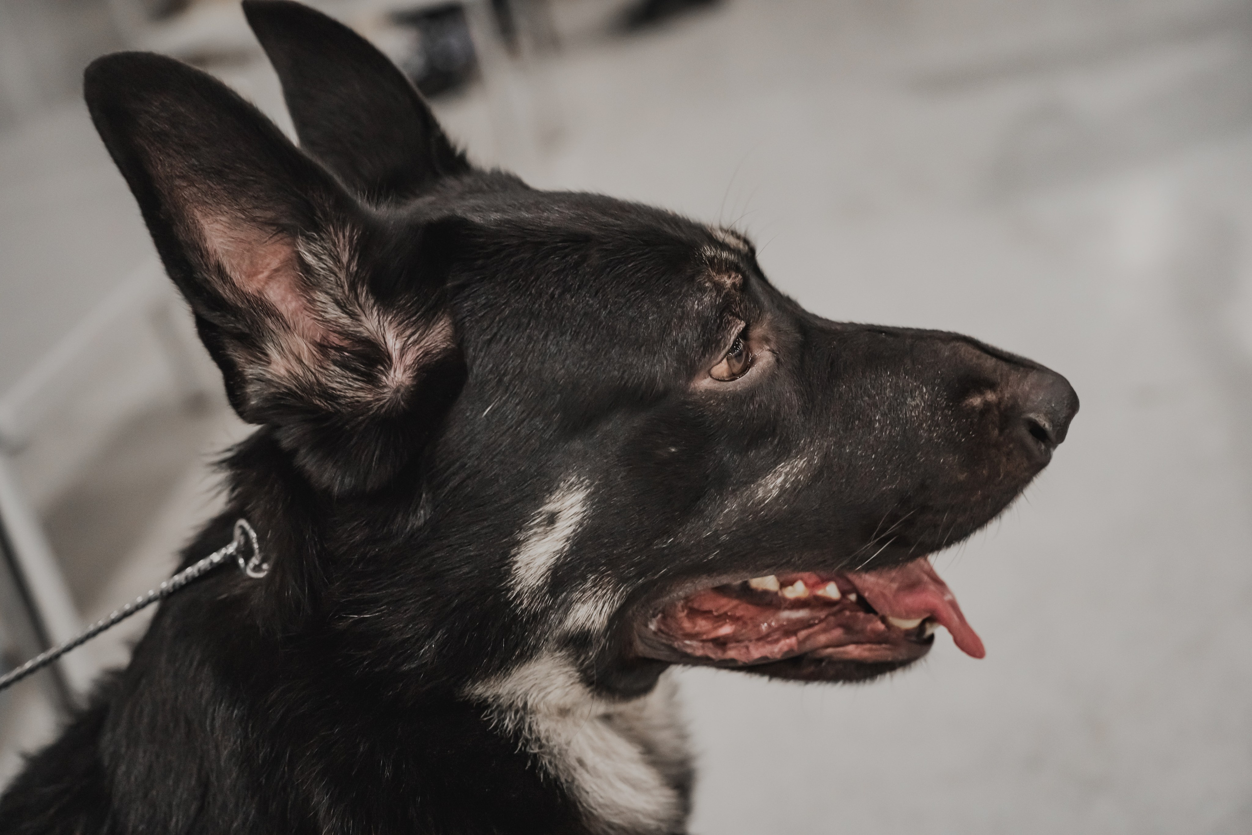 Международная выставка собак всех пород. Репортажный фотограф Анастасия Рубцова
