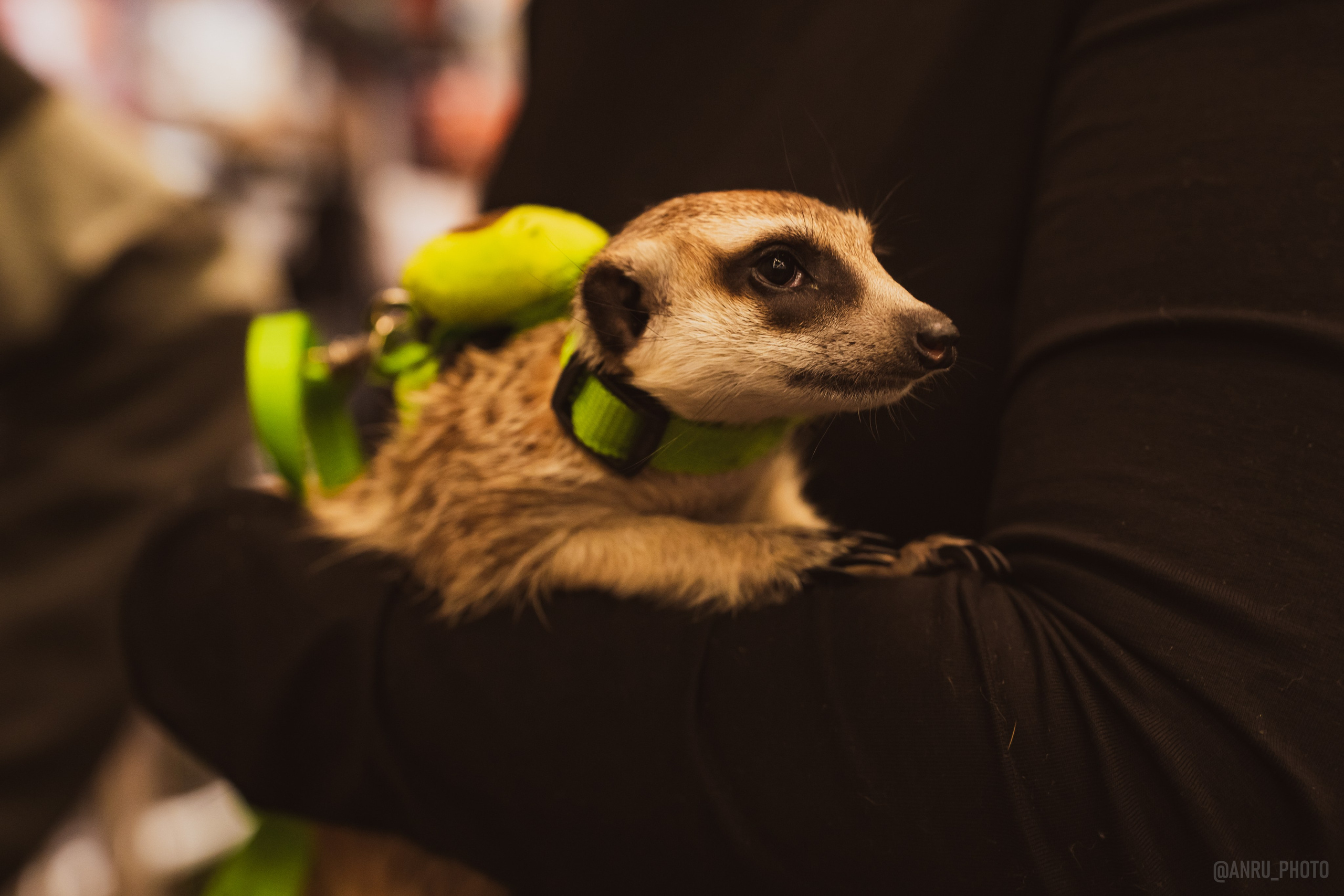 Fox Family fest. Репортажный фотограф Анастасия Рубцова