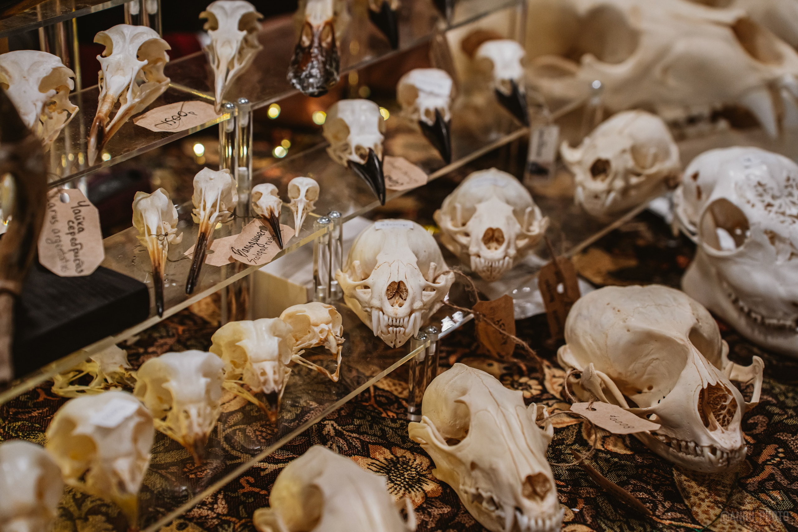 Рептилиум (ручная работа). Репортажный фотограф Анастасия Рубцова