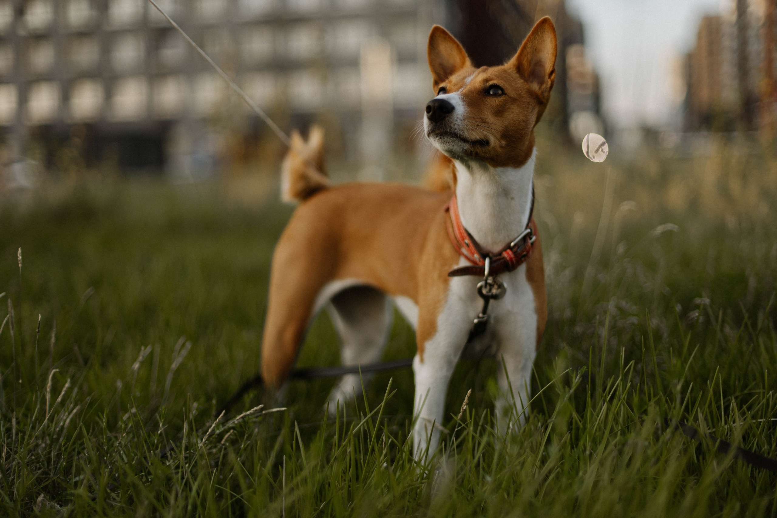 Съемка для Оксаны и Чили. Фотограф / Свадебный фотограф МОСКВА, КОММУНАРКА, КОВРОВ