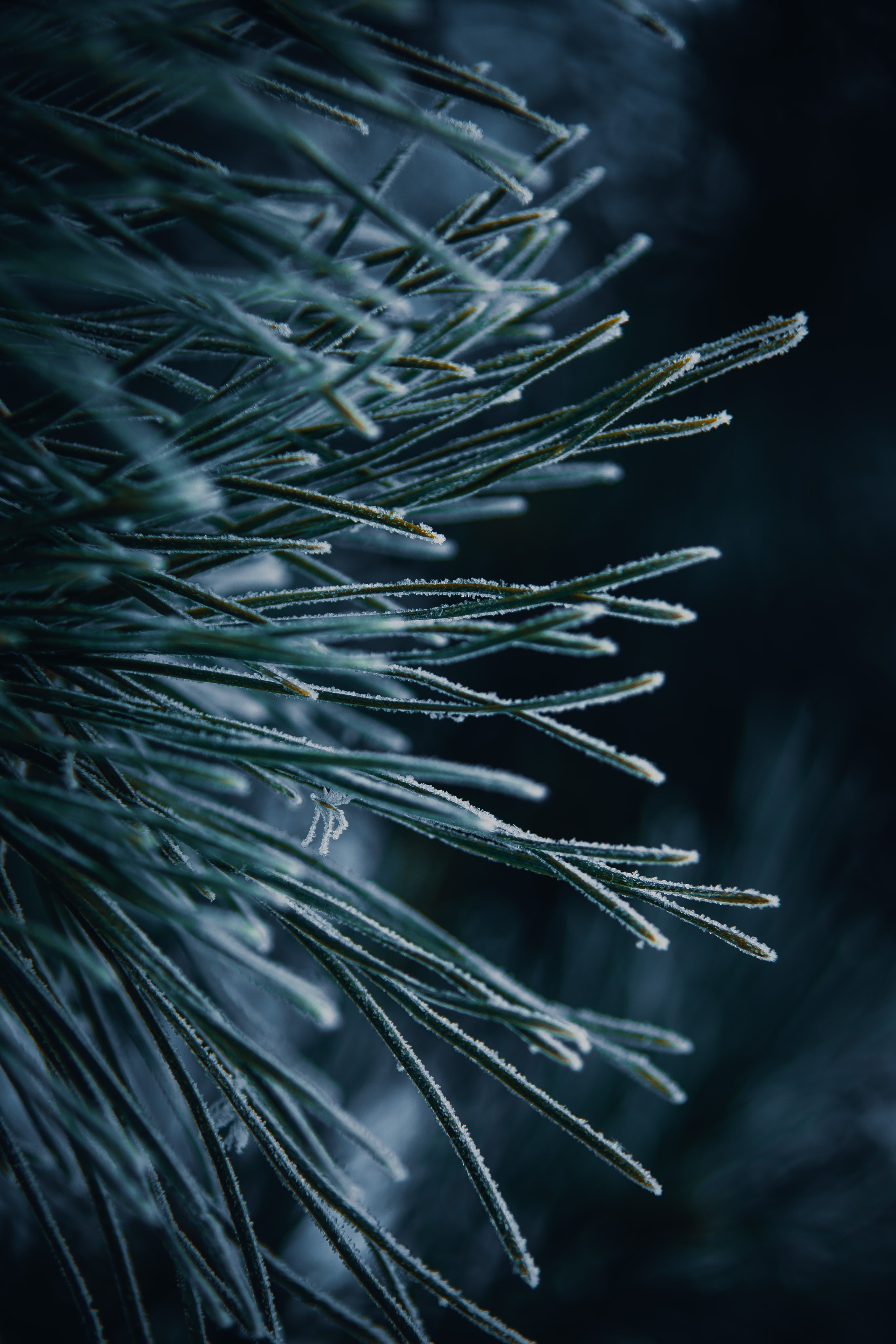 Природа. Darinishna Фэнтези-фотограф Хабаровск