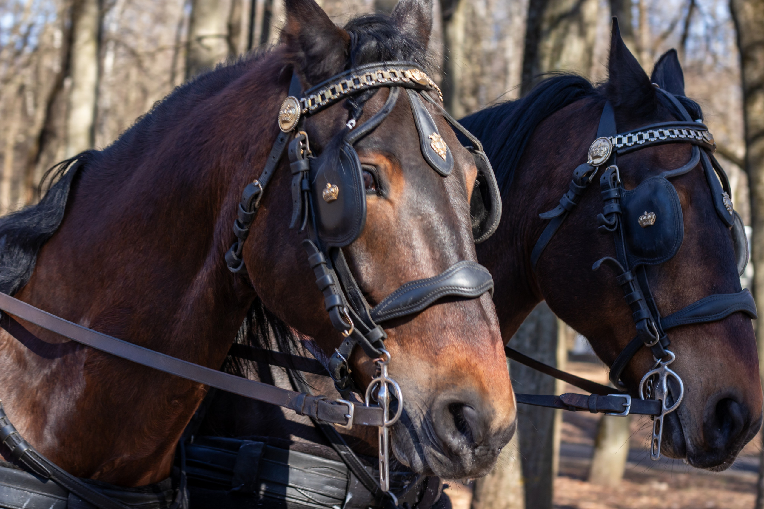 Фотосессия в Усадьбе Архангельское Красногорск мужской деловой портрет