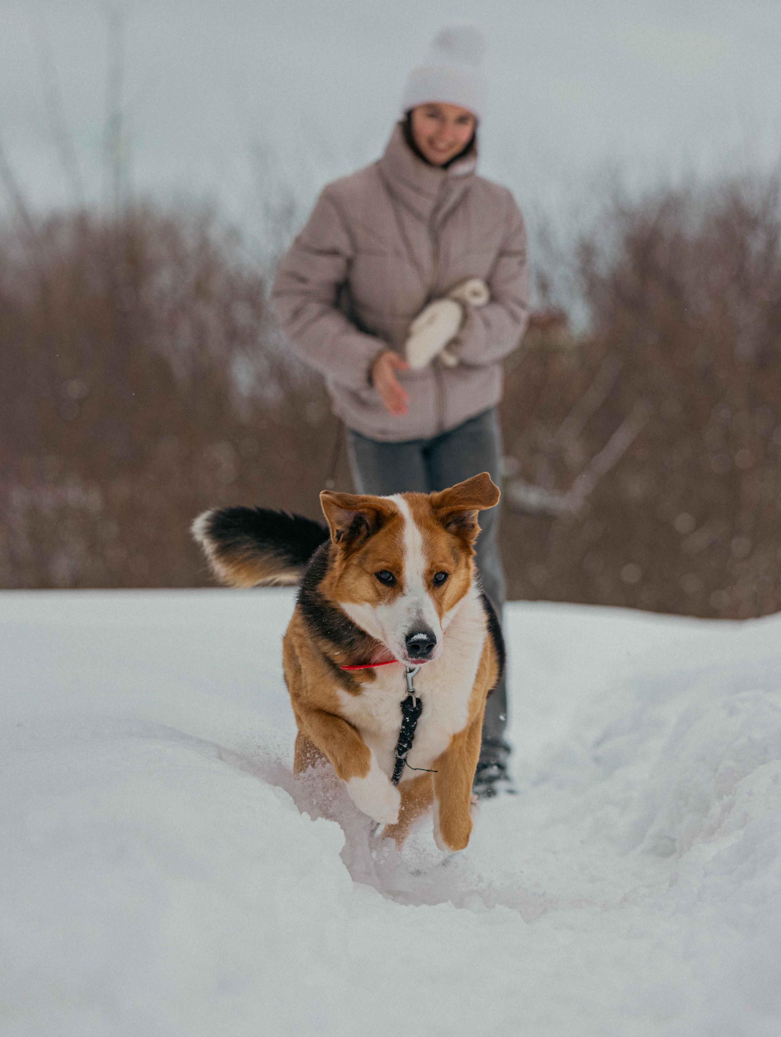 Петя. Фотограф-анималист в Москве Лера Черноног