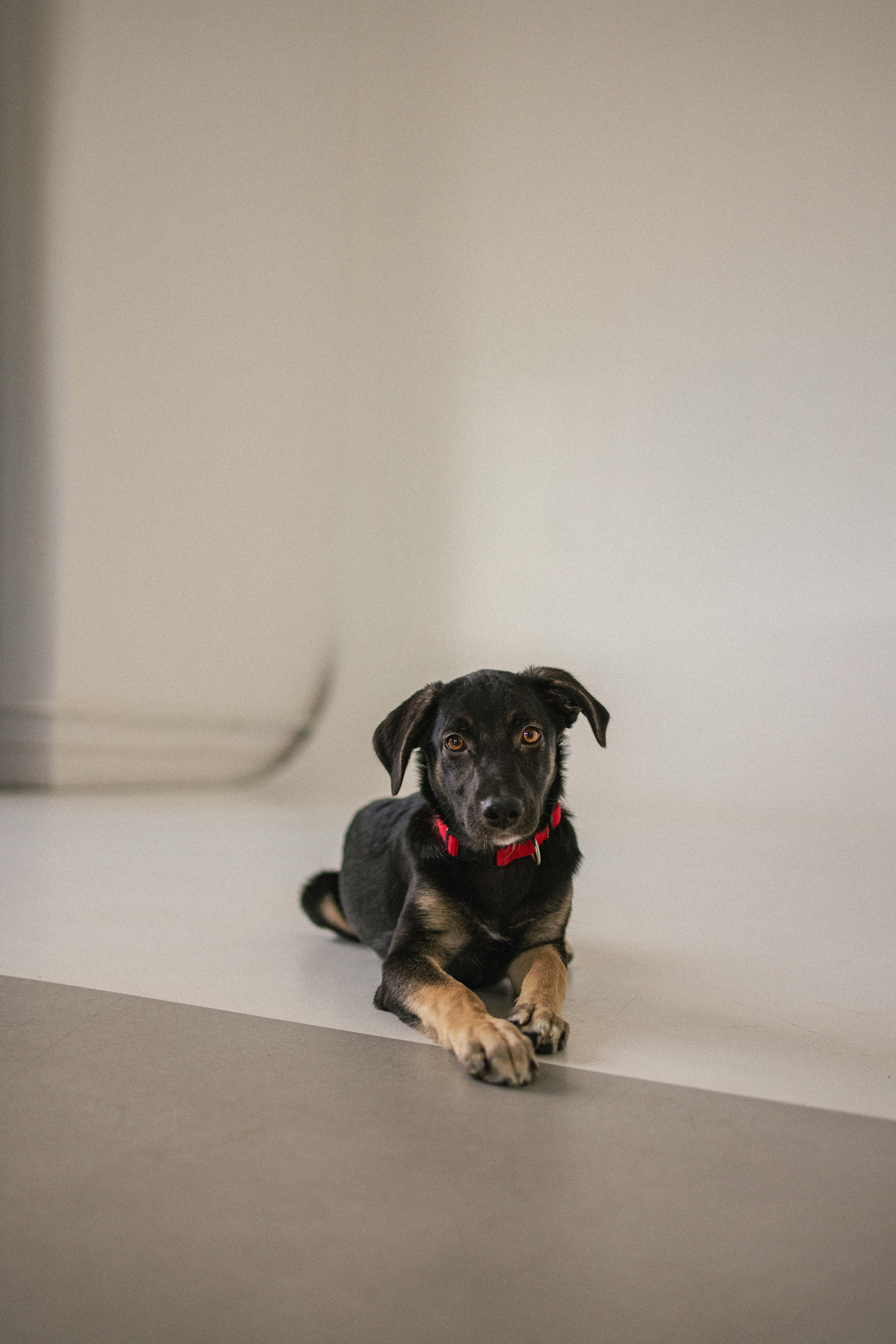 Крис и Тэдди. Фотограф-анималист в Москве Лера Черноног