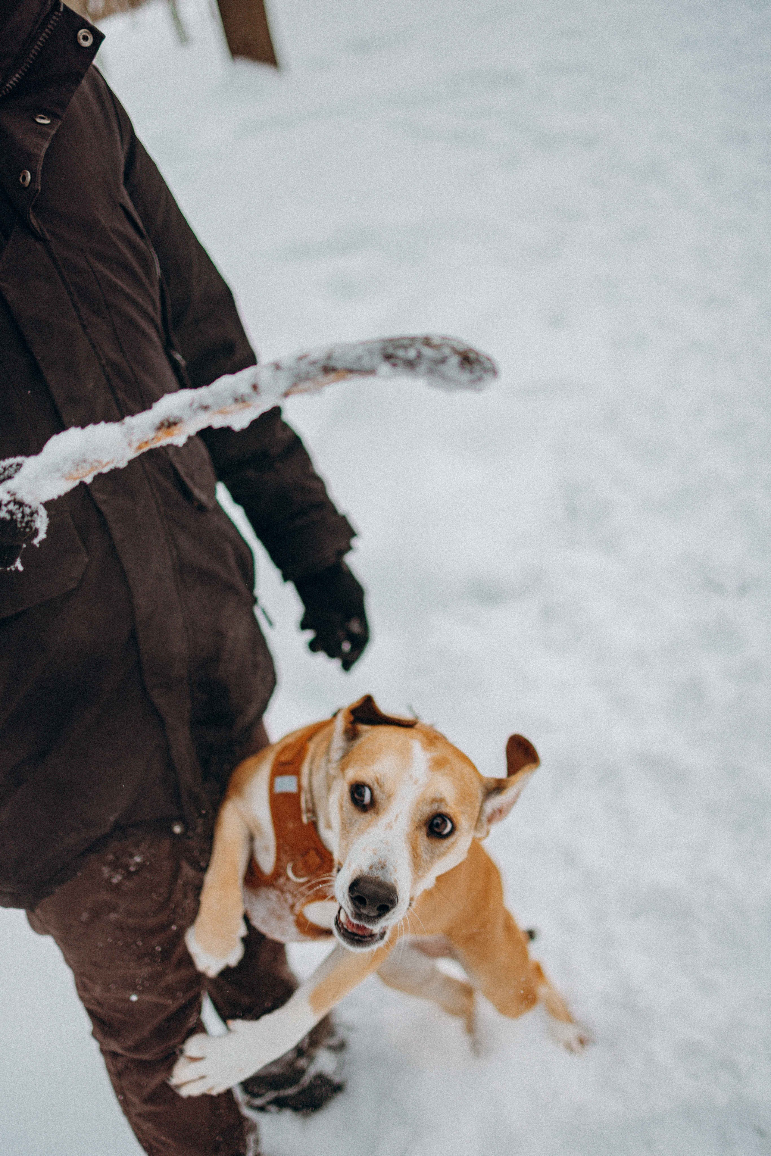 Свобода и ее семья. Фотограф-анималист в Москве Лера Черноног