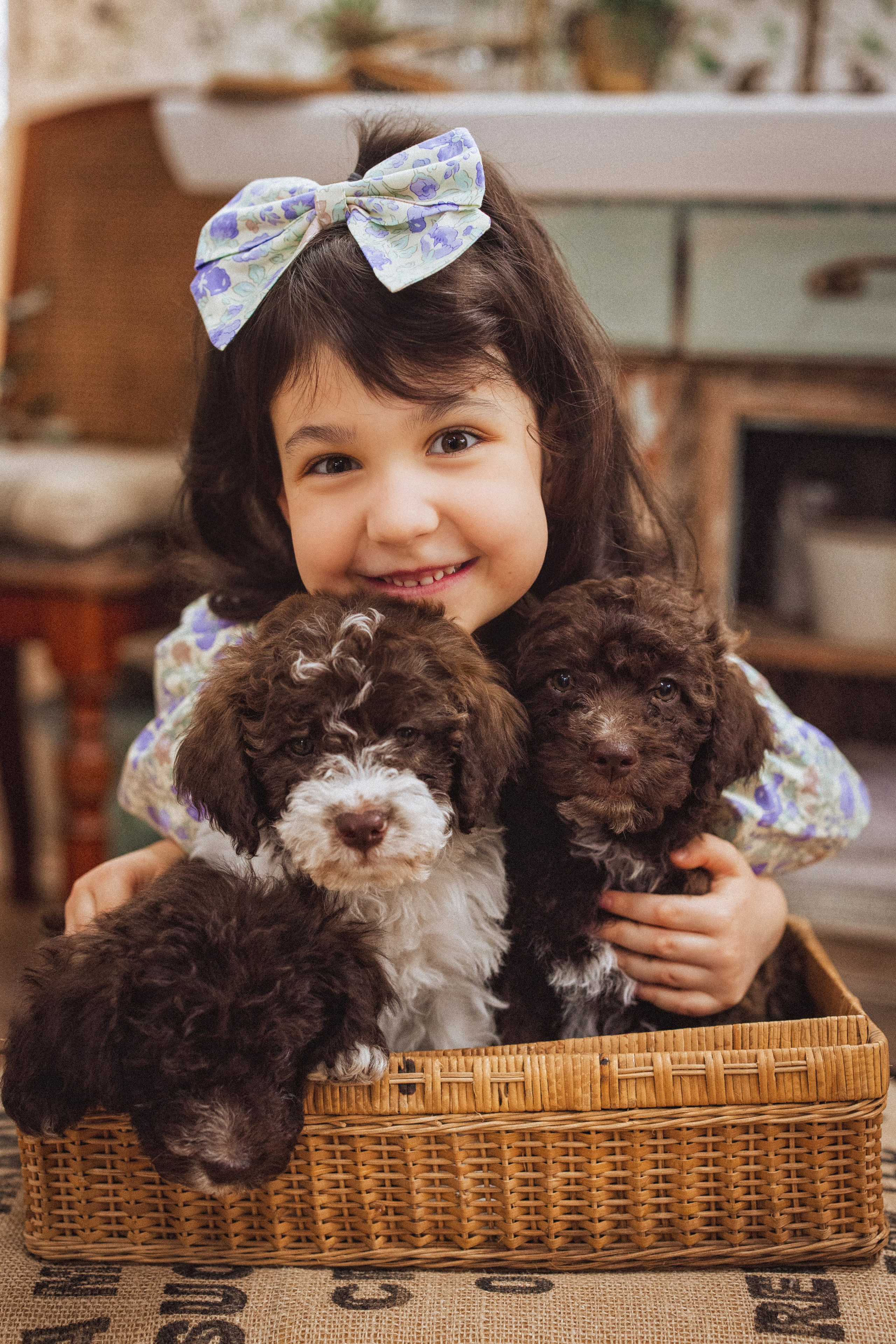 Фотосессия с щенками Лаго́тто-романьо́ло, в Винтажной фотостудии город Краснодар. Семейный и детский фотограф в Краснодаре Анна Трашкова