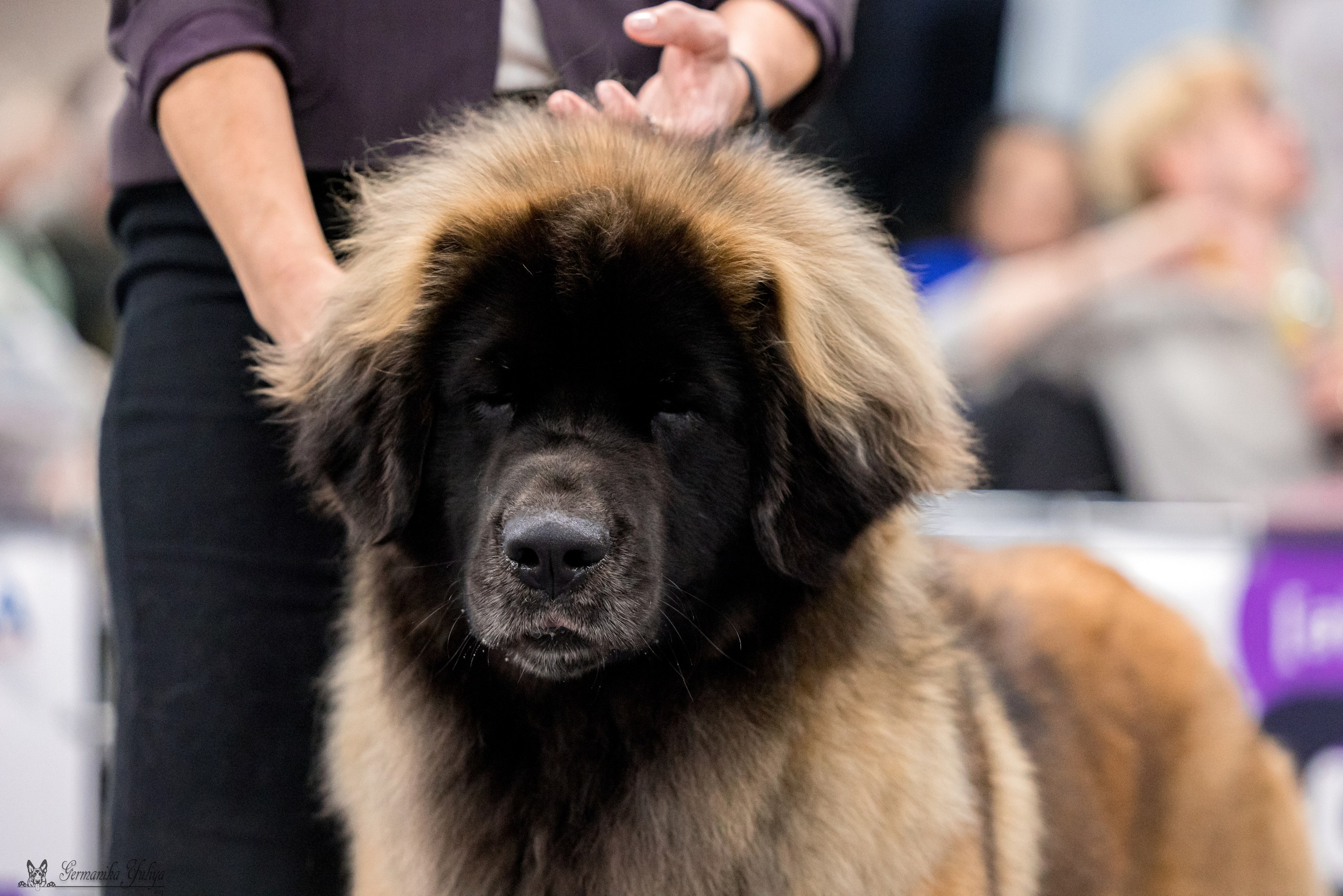 Сфера 29.10,Крокус 4.11,Сфера 12.11.2023. Фотограф-анималист Юлия Германика