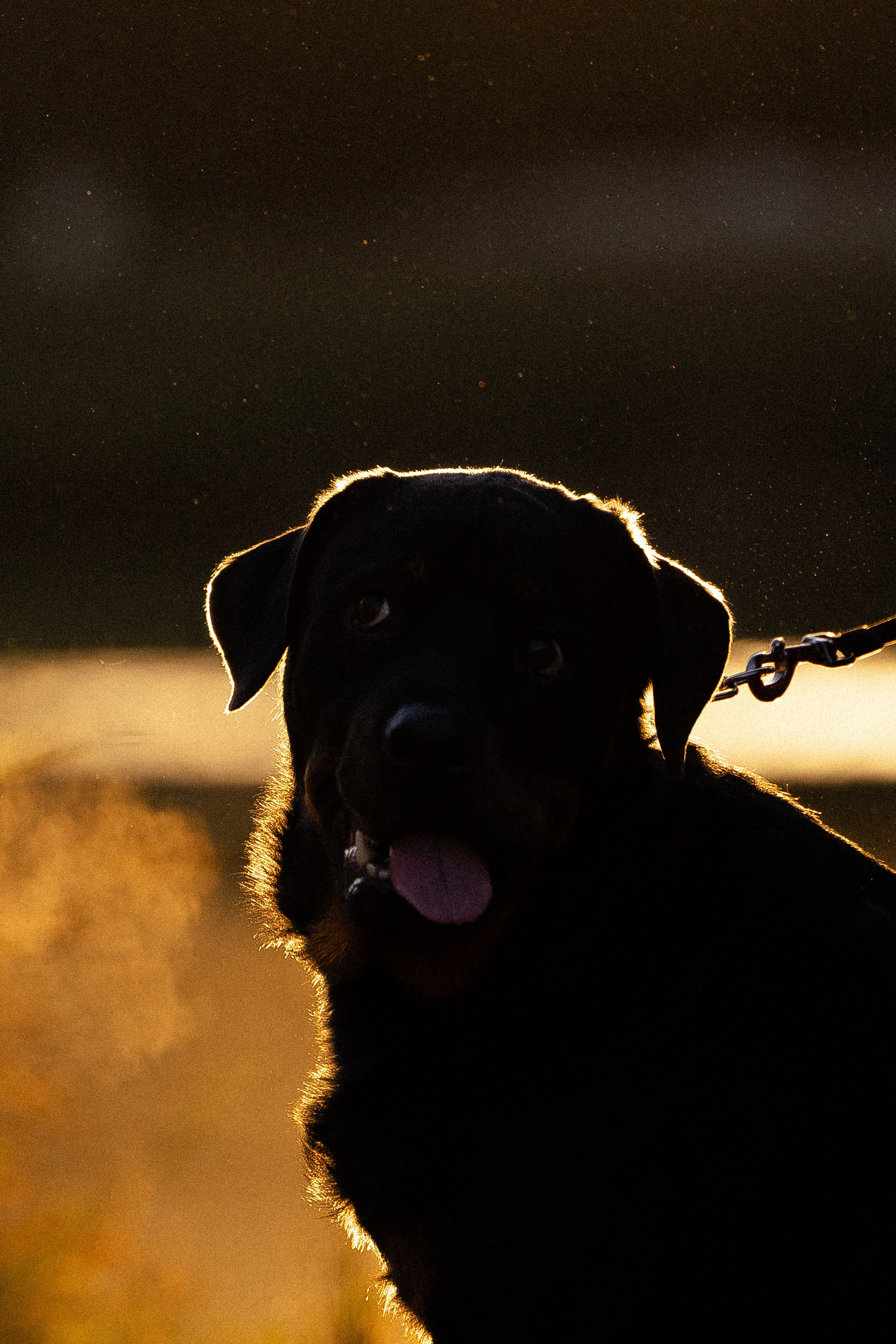 Катя, Леша, Лея и Трой. Фотограф и видеограф анималист Аганина Дарья