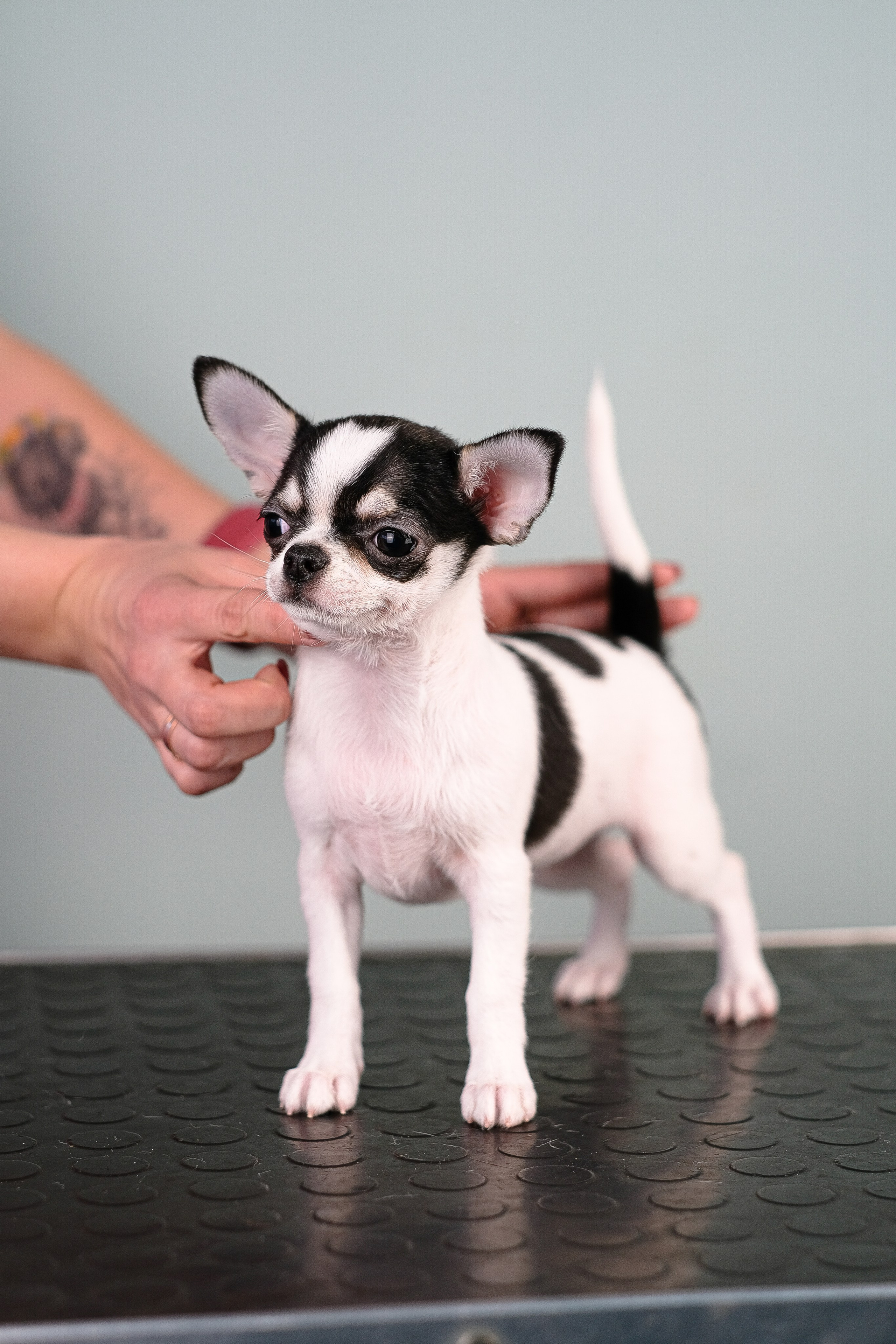 Чихуа хуа. Фотограф и видеограф анималист Аганина Дарья