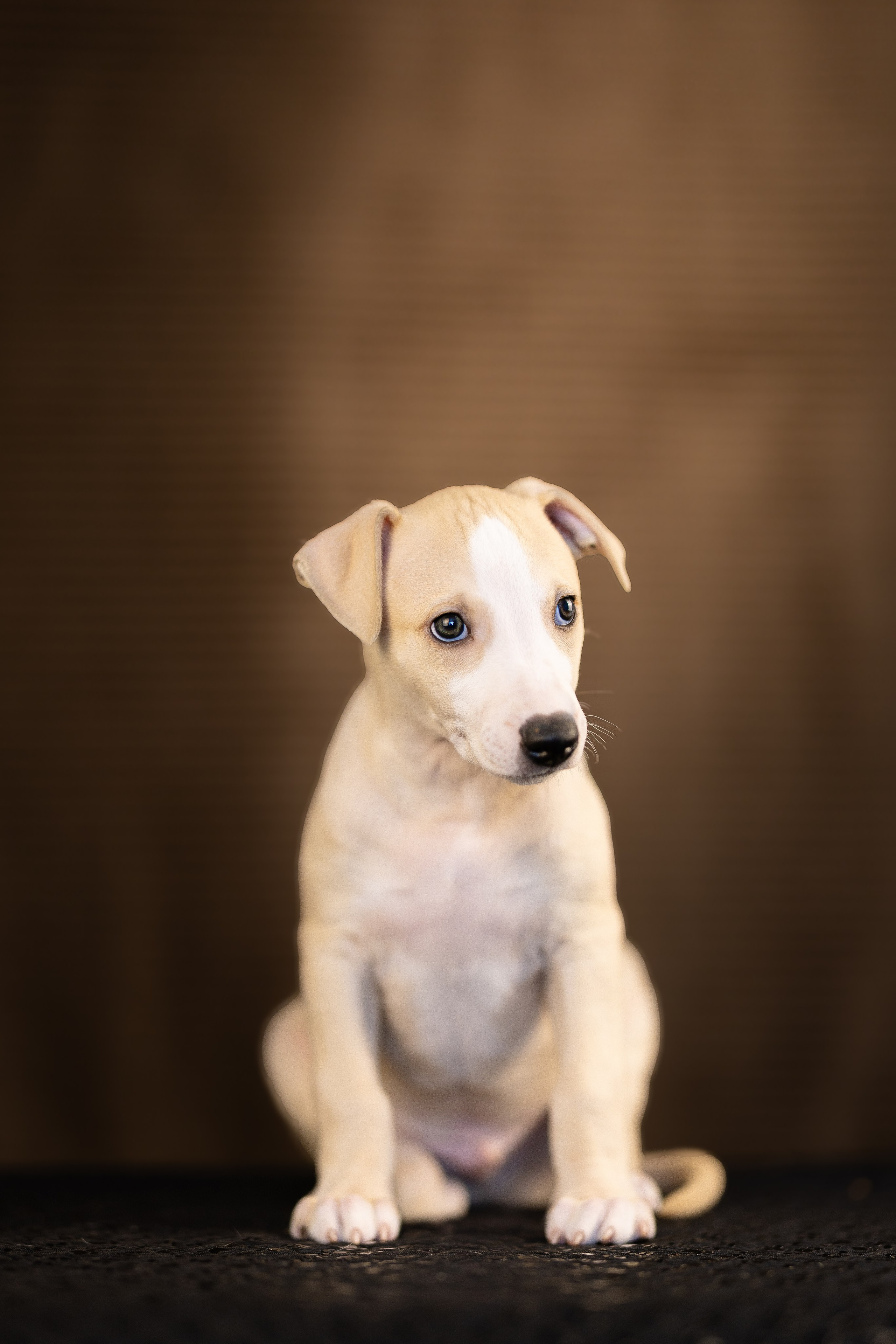 Уиппет. Фотограф и видеограф анималист Аганина Дарья