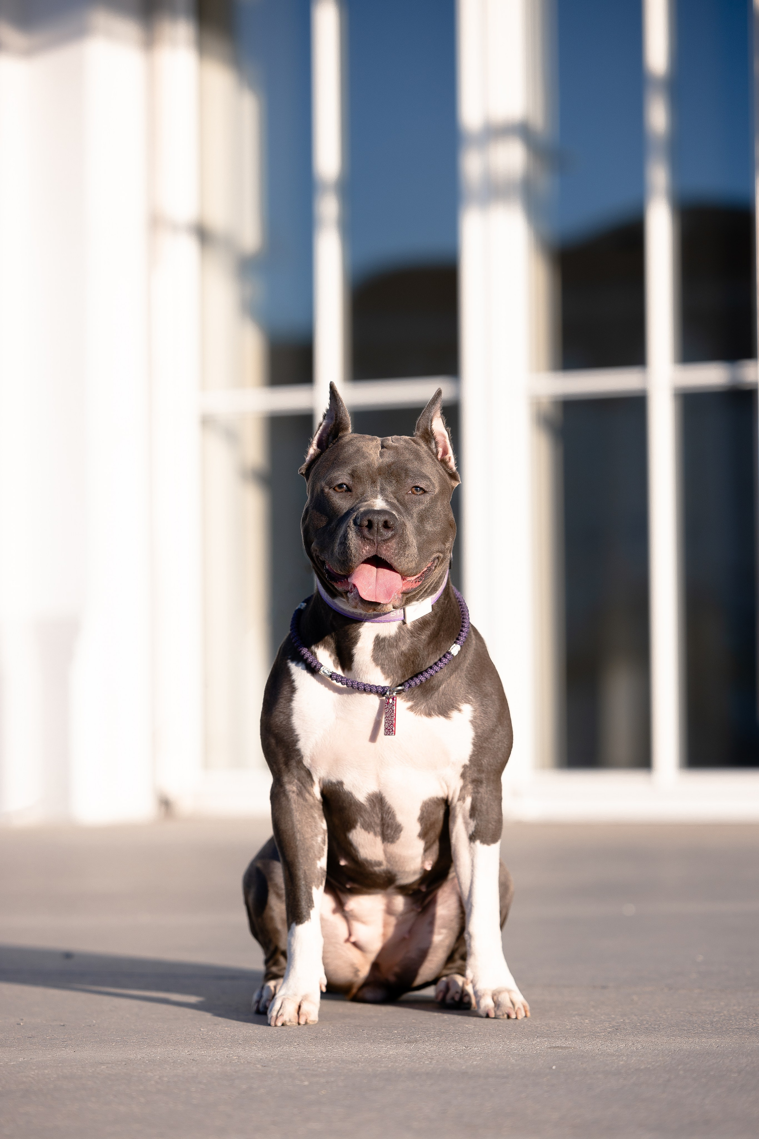 Катя, Леша, Трой и Лея. Фотограф и видеограф анималист Аганина Дарья