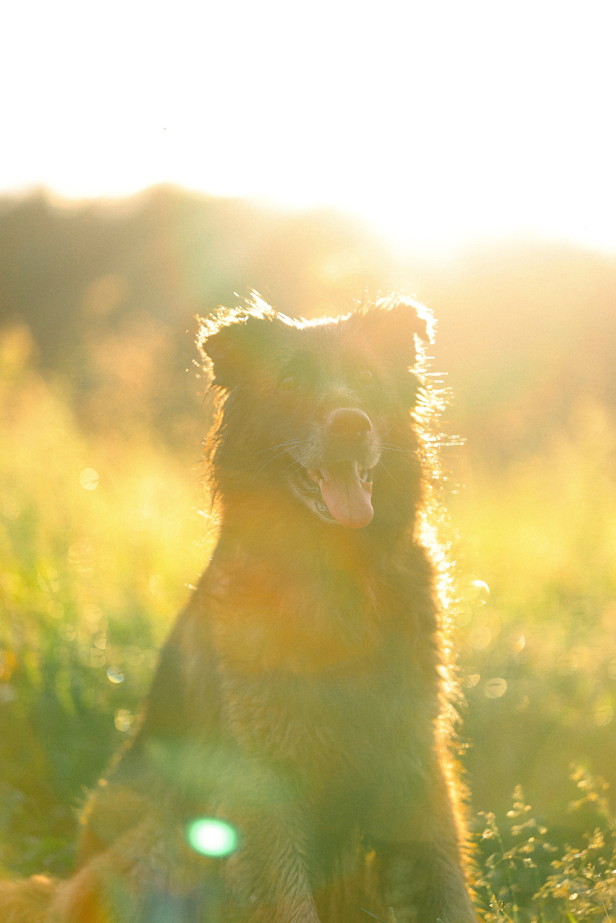 Алена, Фанни и Фрея. Фотограф и видеограф анималист Аганина Дарья