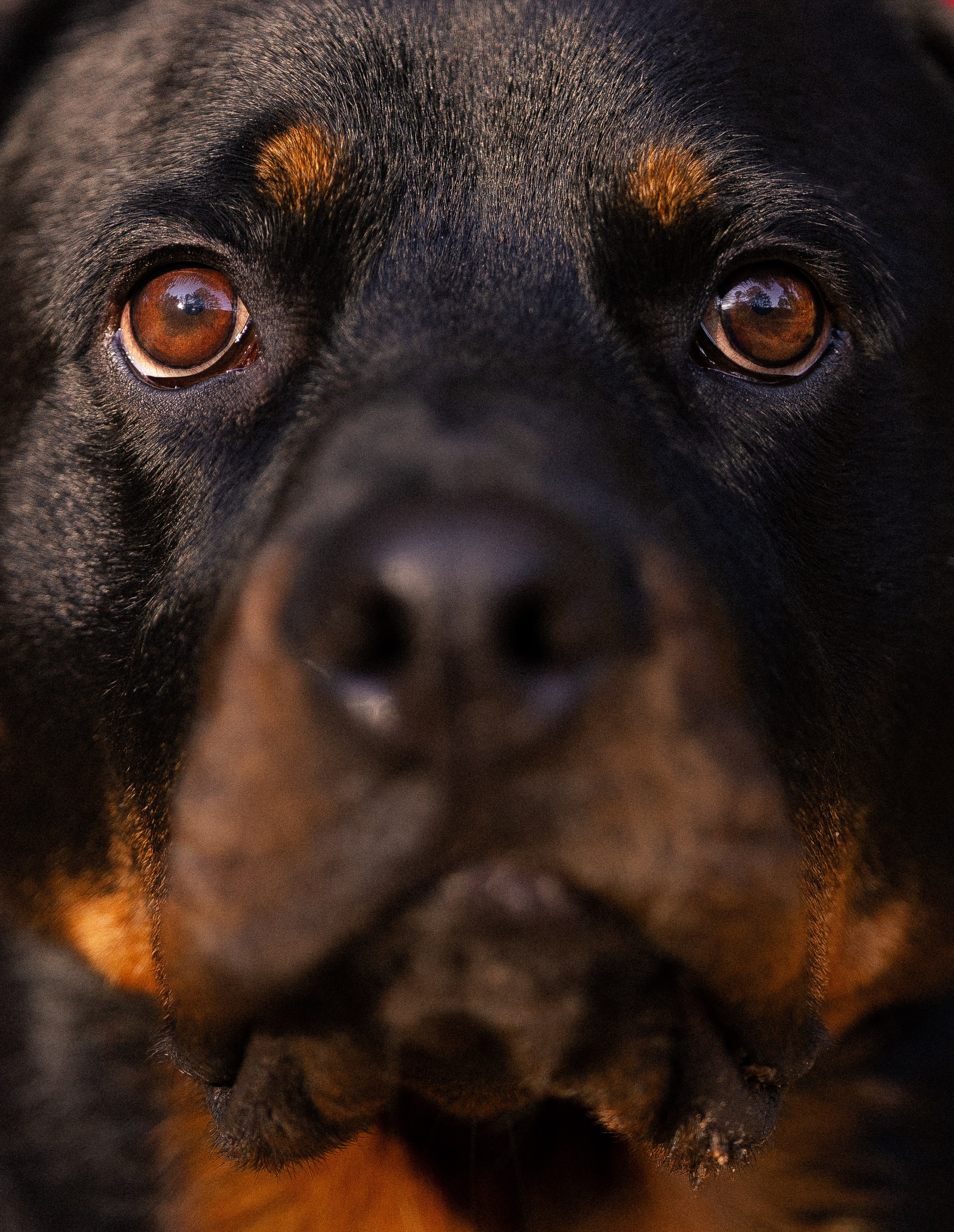 Катя, Леша, Лея и Трой. Фотограф и видеограф анималист Аганина Дарья