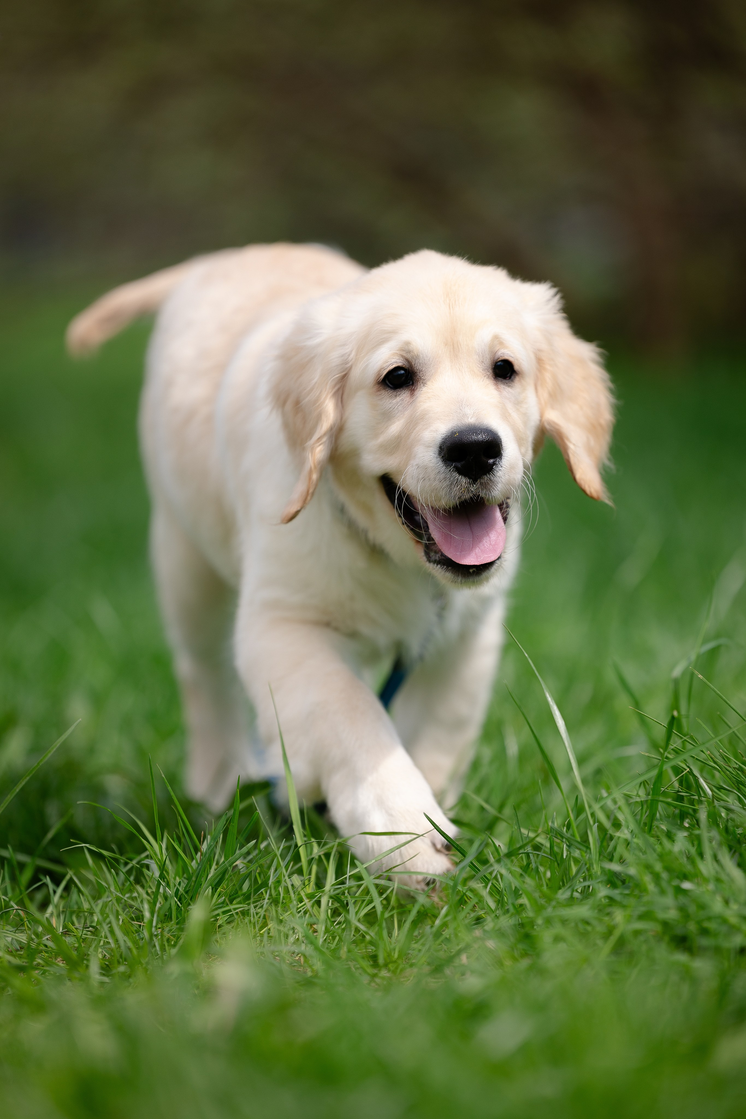 Голден ретривер. Фотограф и видеограф анималист Аганина Дарья