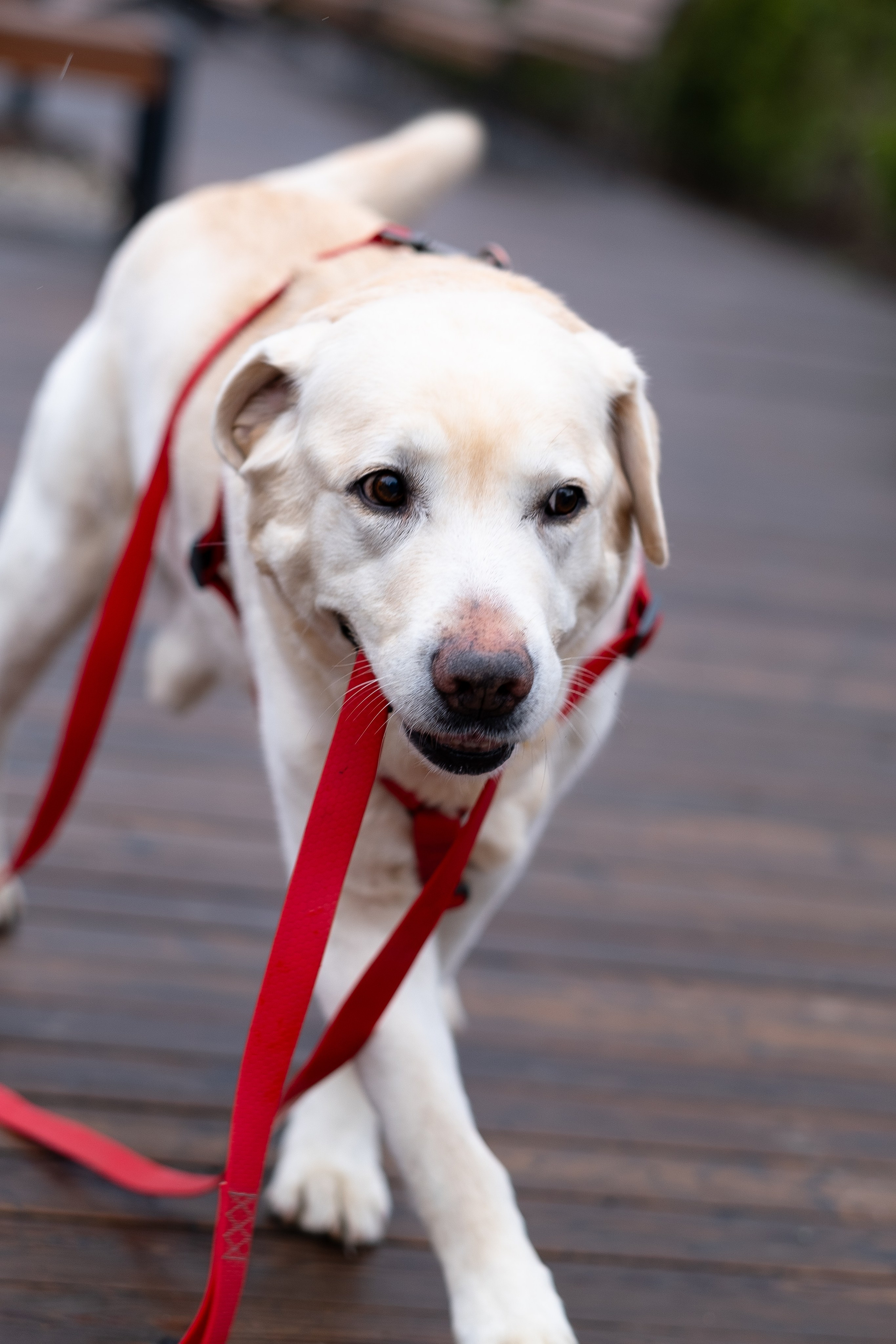 Света и Лето. Фотограф и видеограф анималист Аганина Дарья