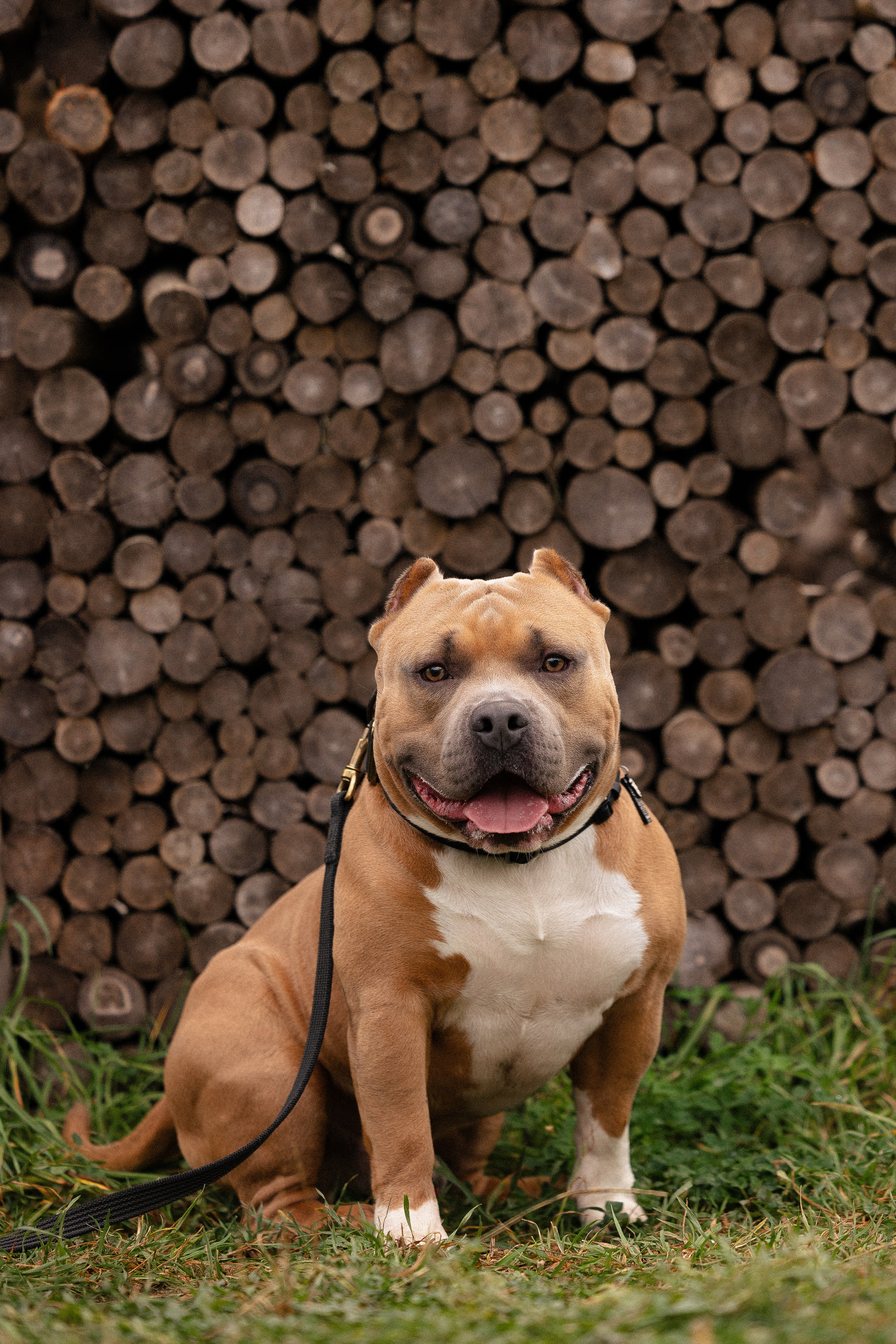 Алена и Тор. Фотограф и видеограф анималист Аганина Дарья