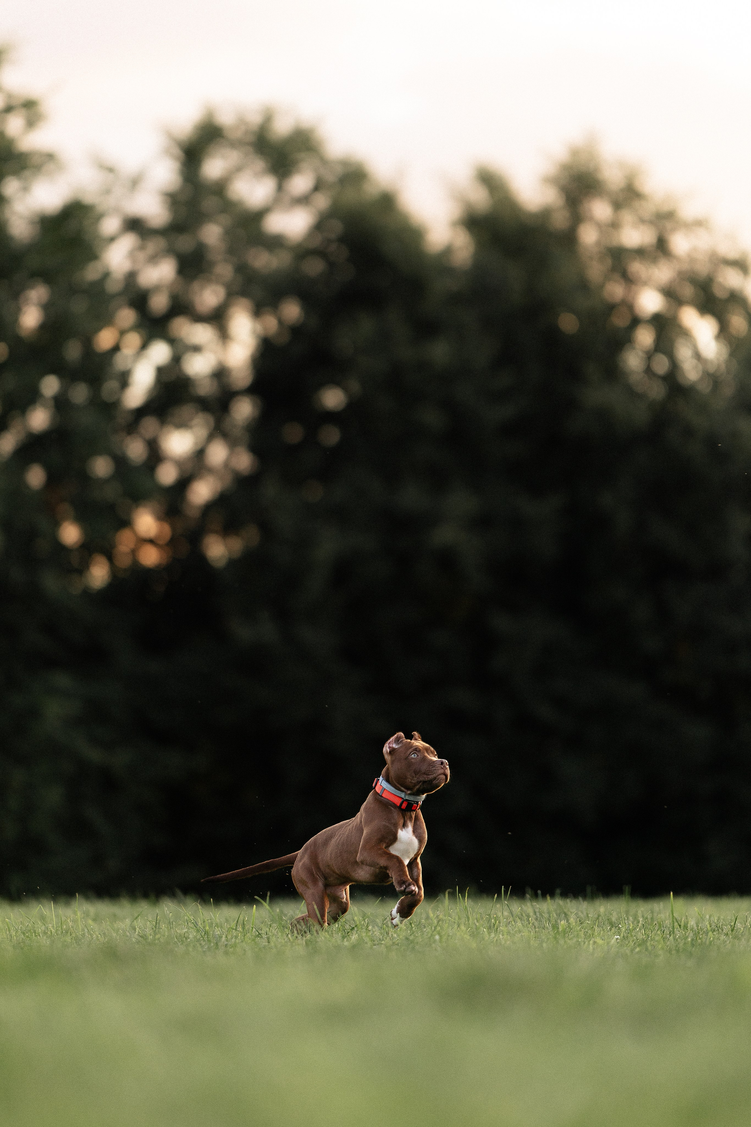 Елена и Хан. Фотограф и видеограф анималист Аганина Дарья