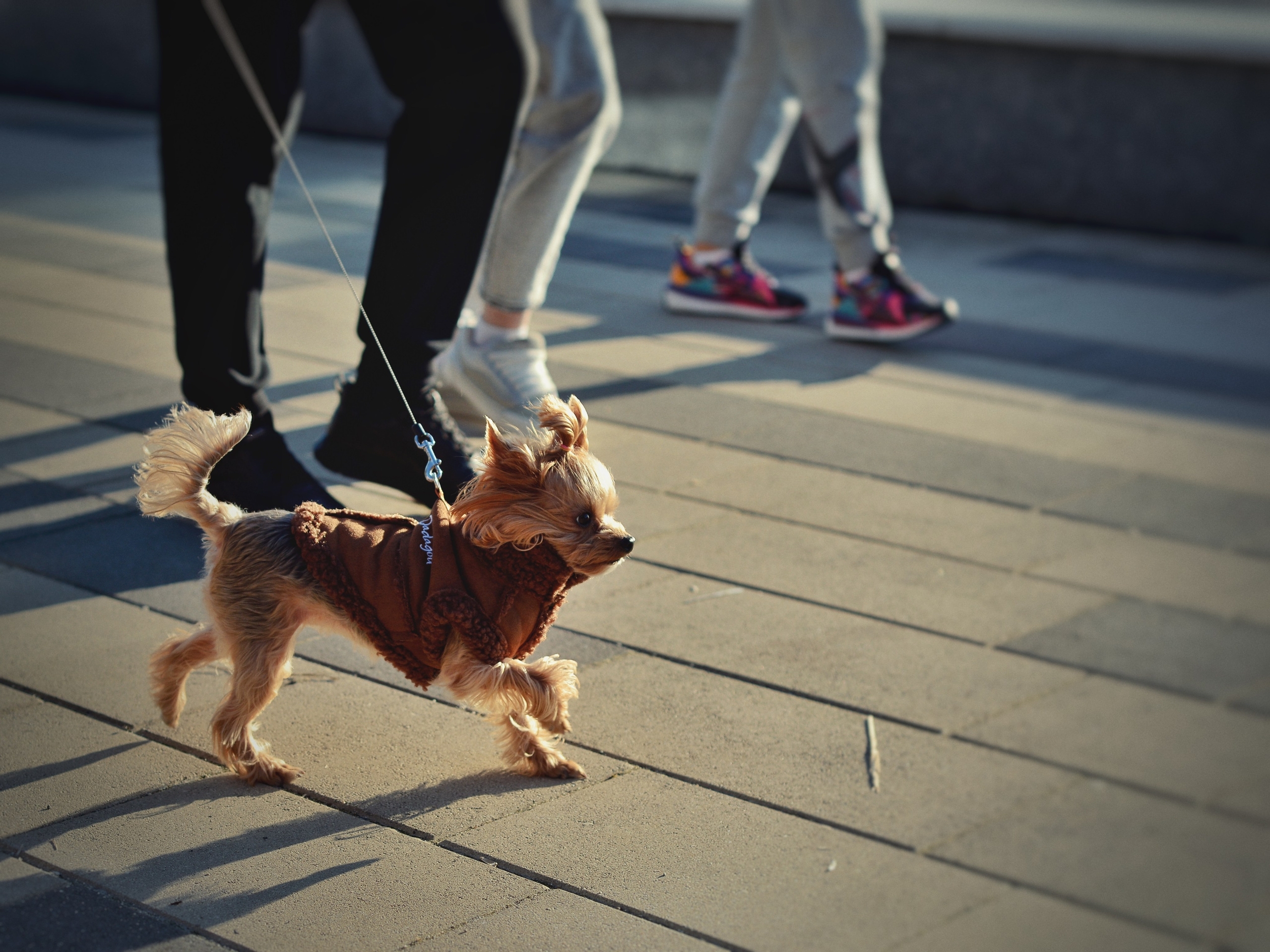 Животные. Фотограф • Елена Миронова
