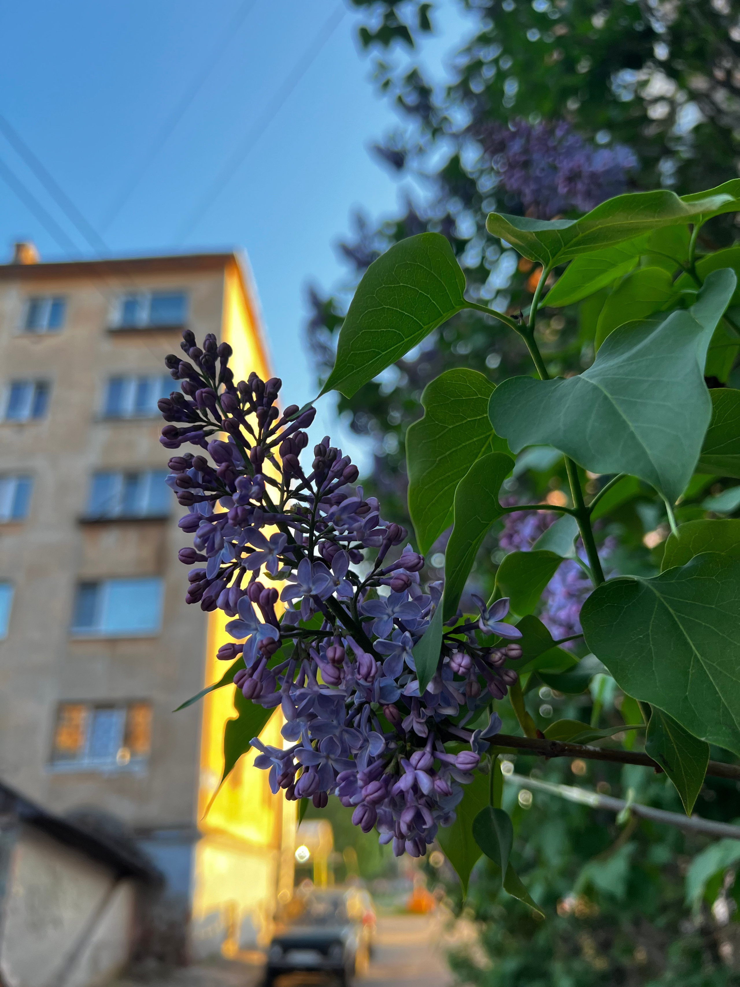 Ботаника. Фотограф • Елена Миронова