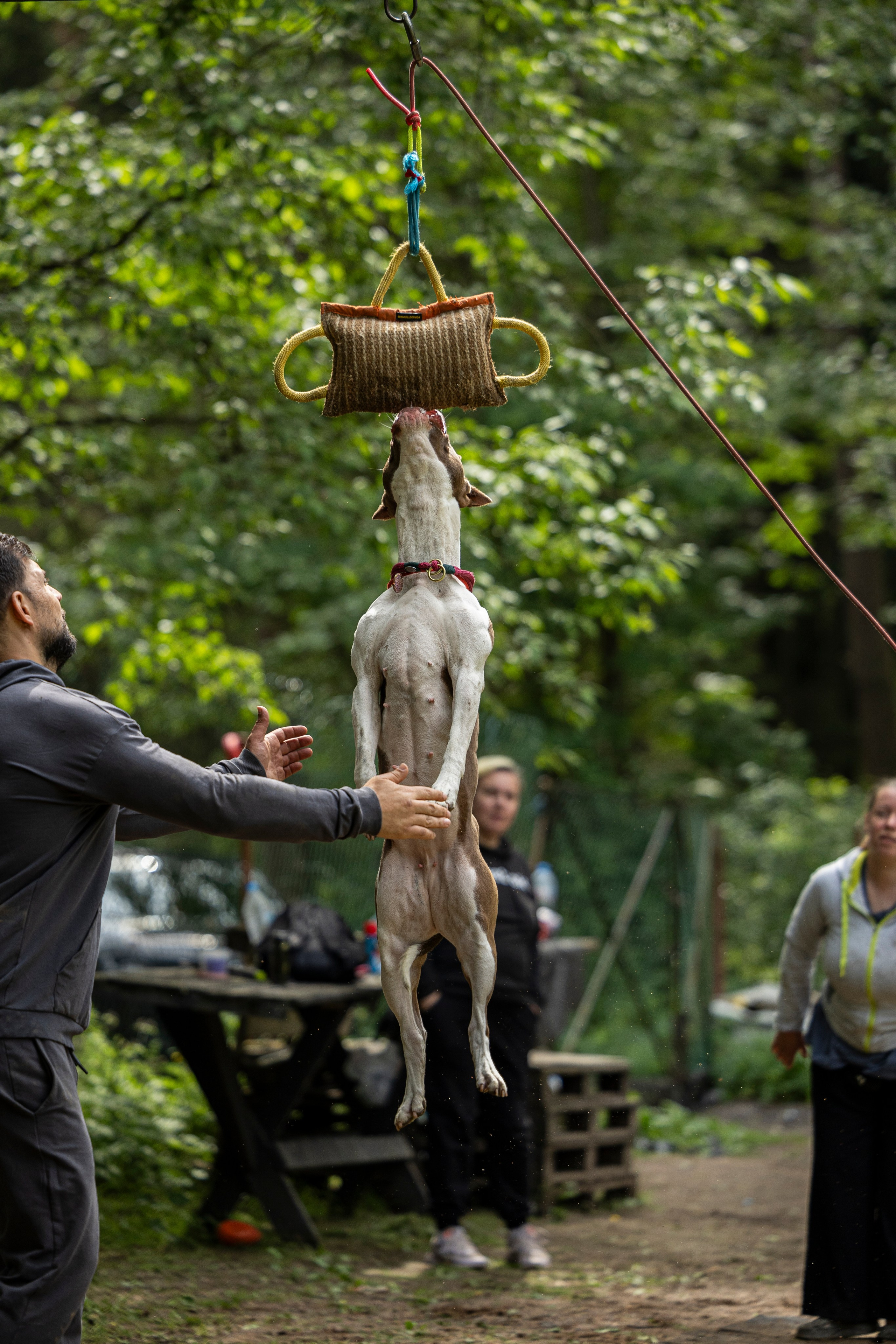 Пит-стафф многоборье. Фотограф-анималист Анна Маринич