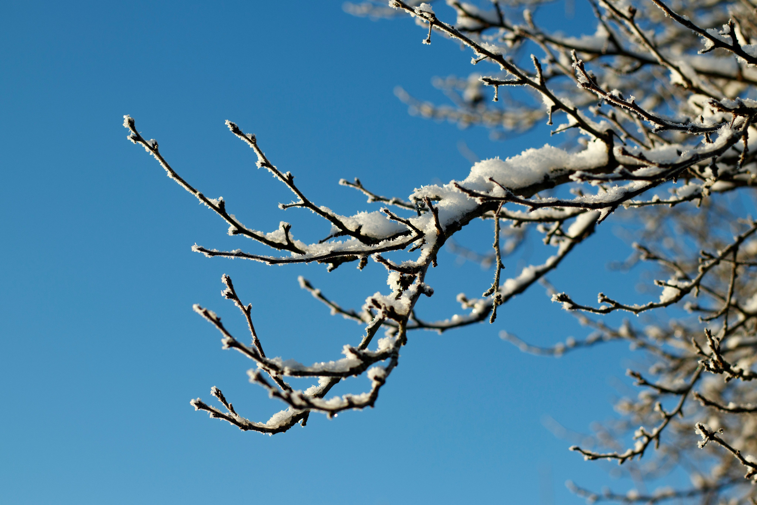 一月的花园 – 冬季静谧与脆弱自然摄影