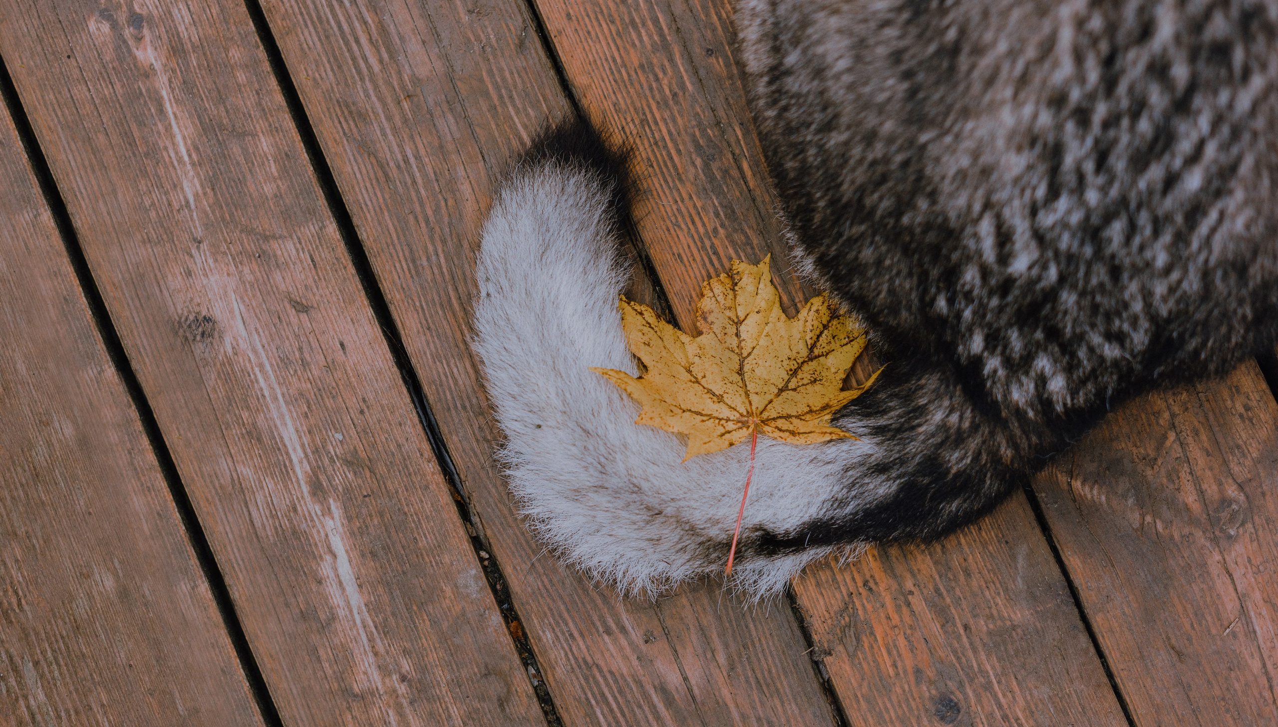 Полина и Вегард. Фотограф-анималист Богданова Полина