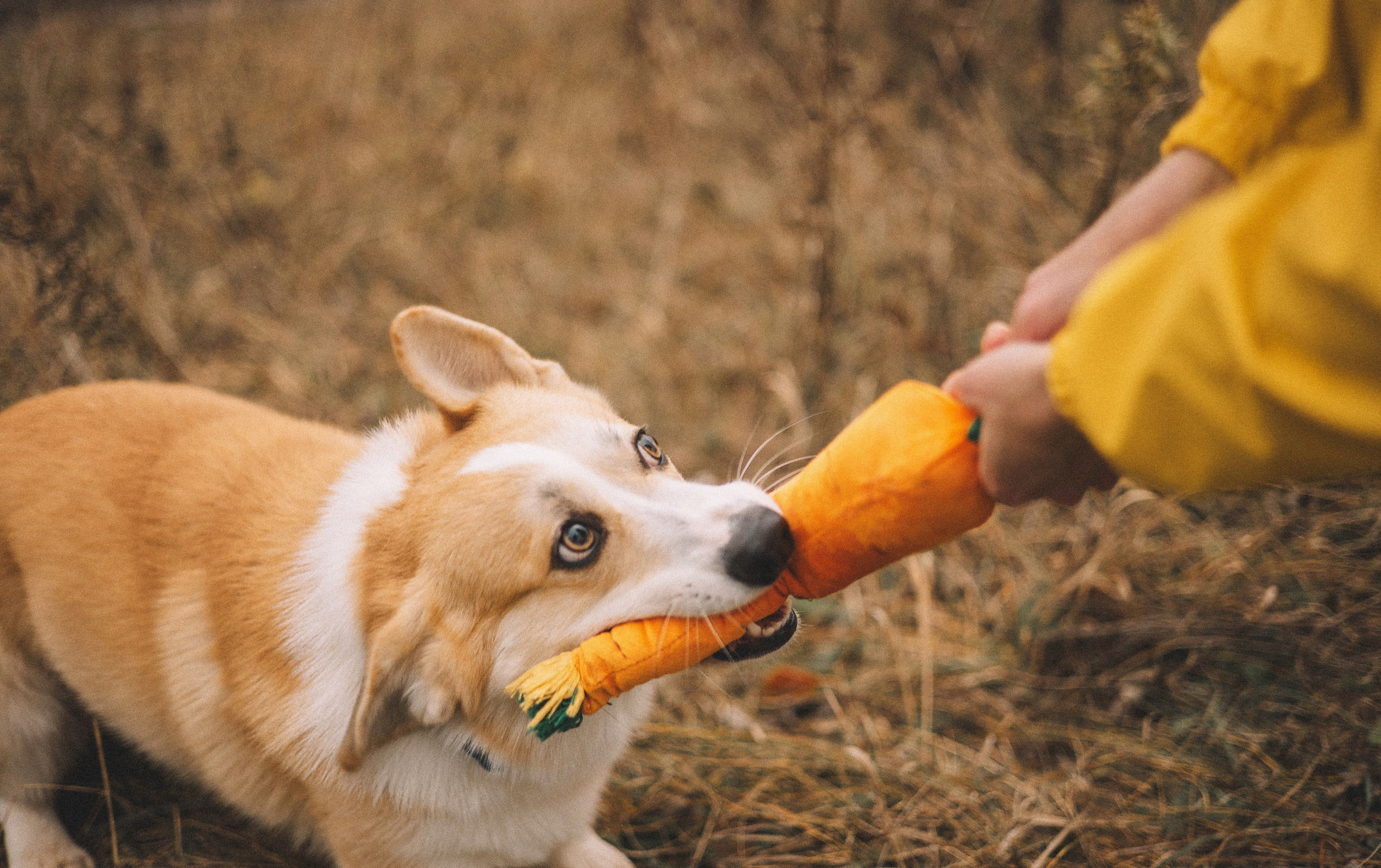 Юля и барри. Фотограф-анималист Богданова Полина