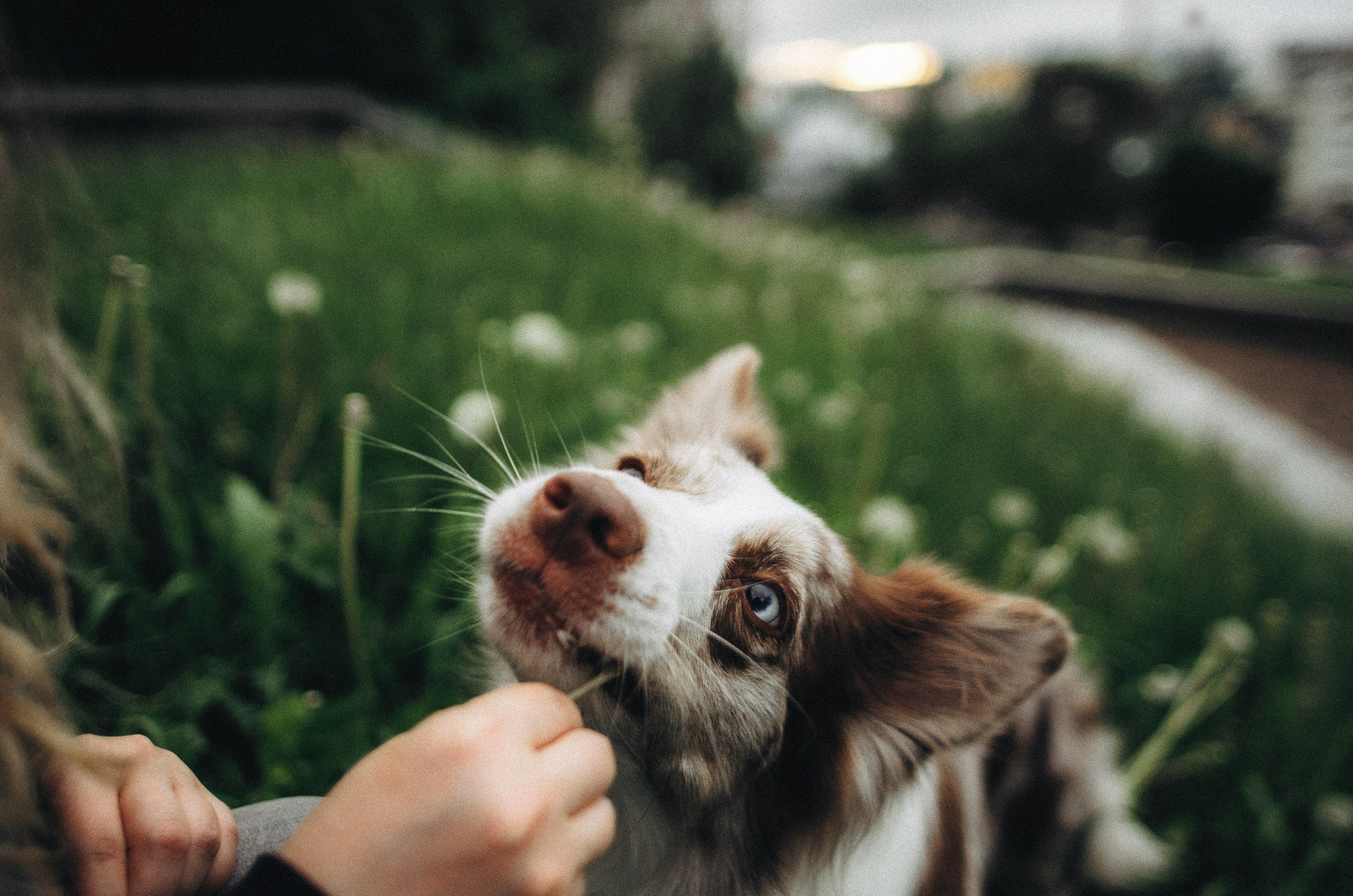 Алина и Бруна. Фотограф-анималист Богданова Полина