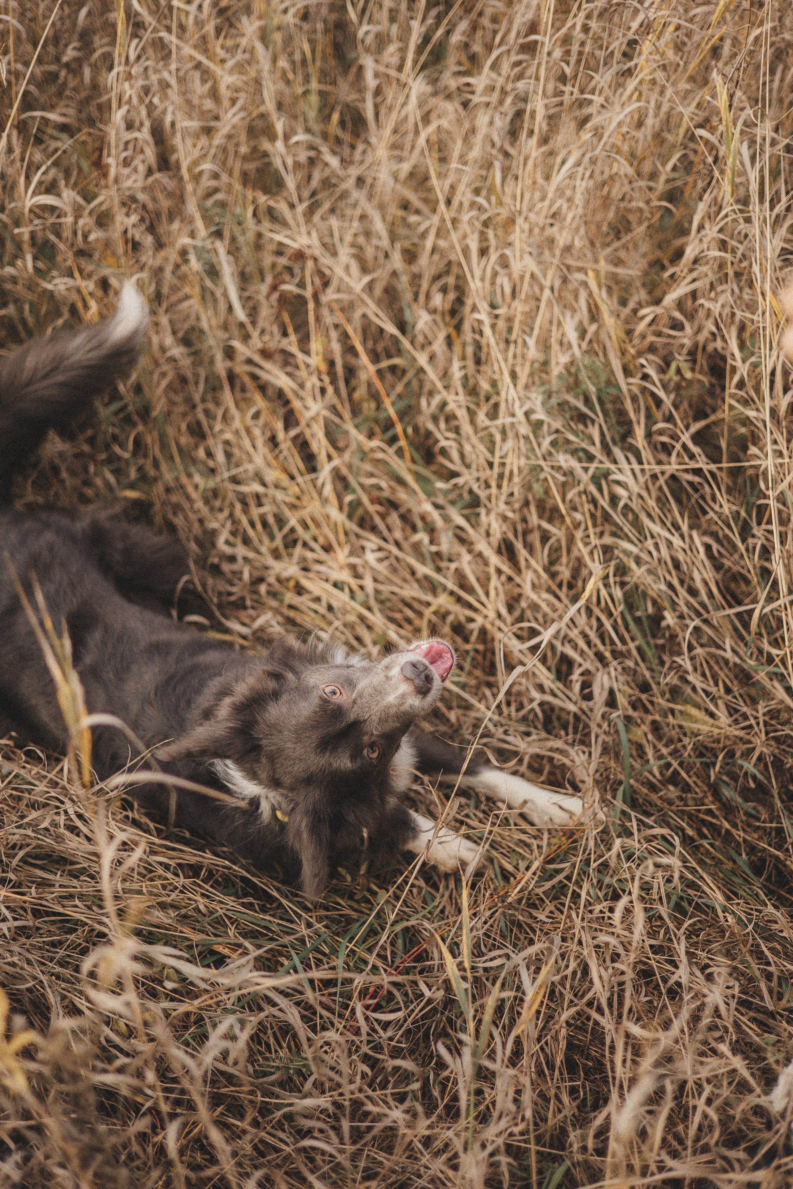 Даша и Дже. Фотограф-анималист Богданова Полина