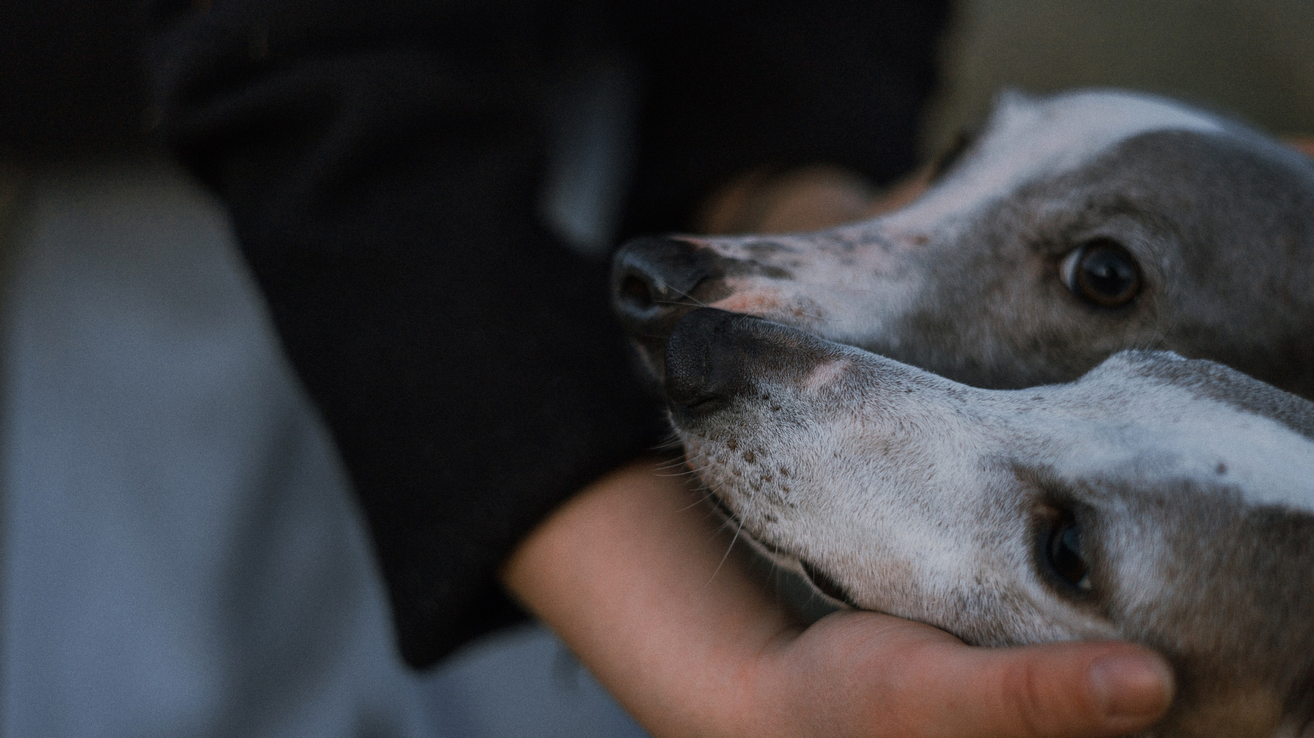 Вика, Джем и Белла. Фотограф-анималист Богданова Полина