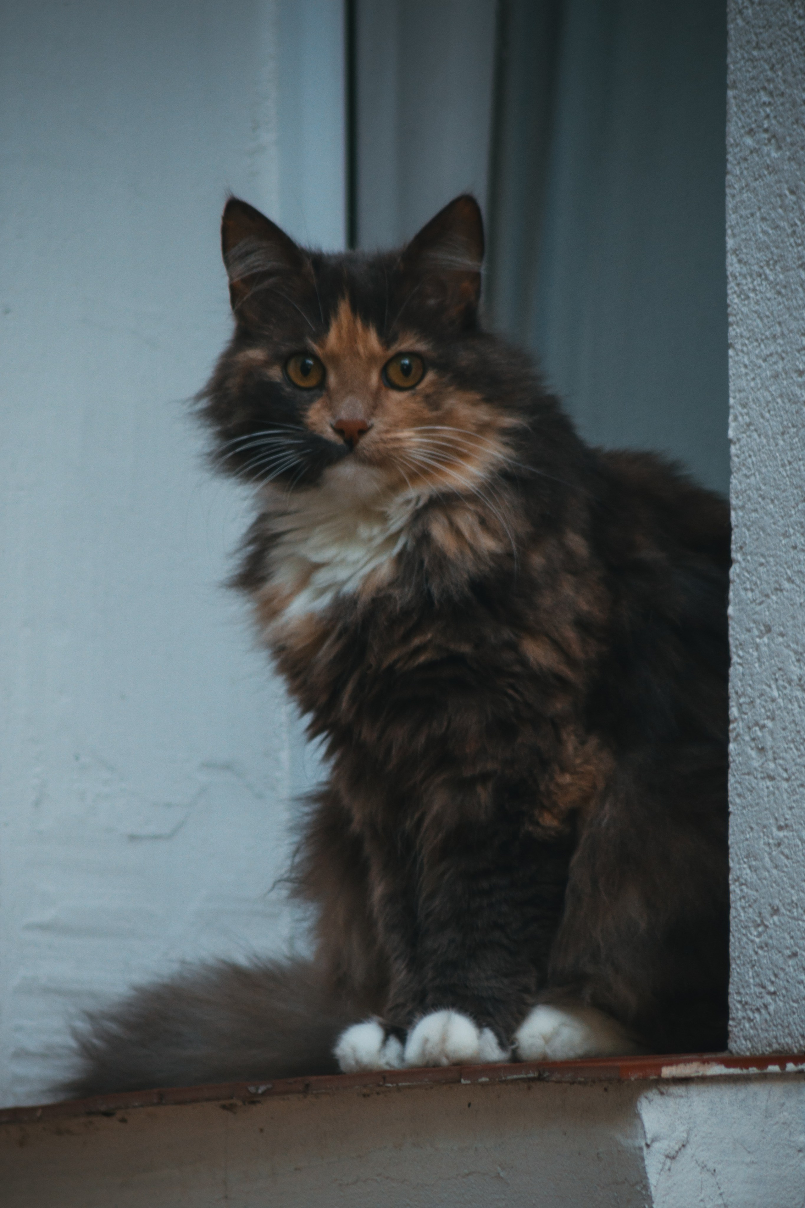 Р А З Н Ы Е — К О Т Ы. — Digital Noise —