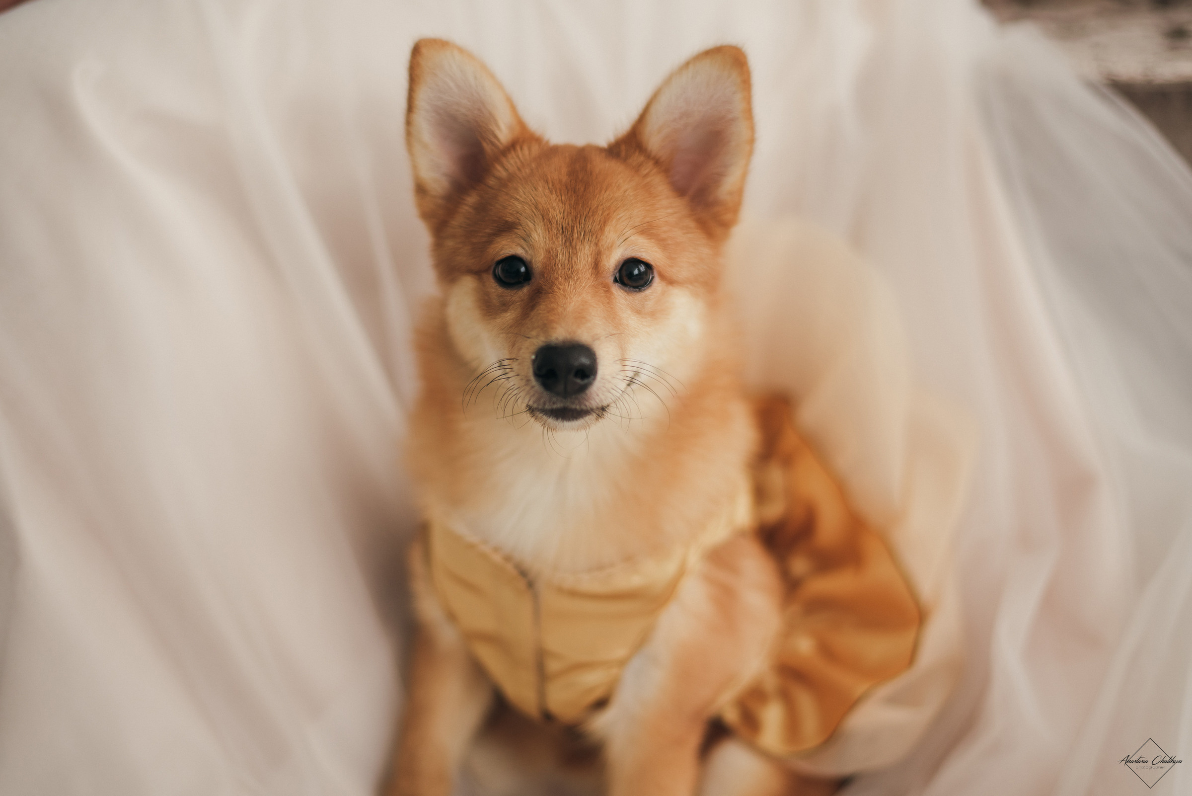 Ильсия и Денис. Свадебный и семейный фотограф в Туле Анастасия Чаликова