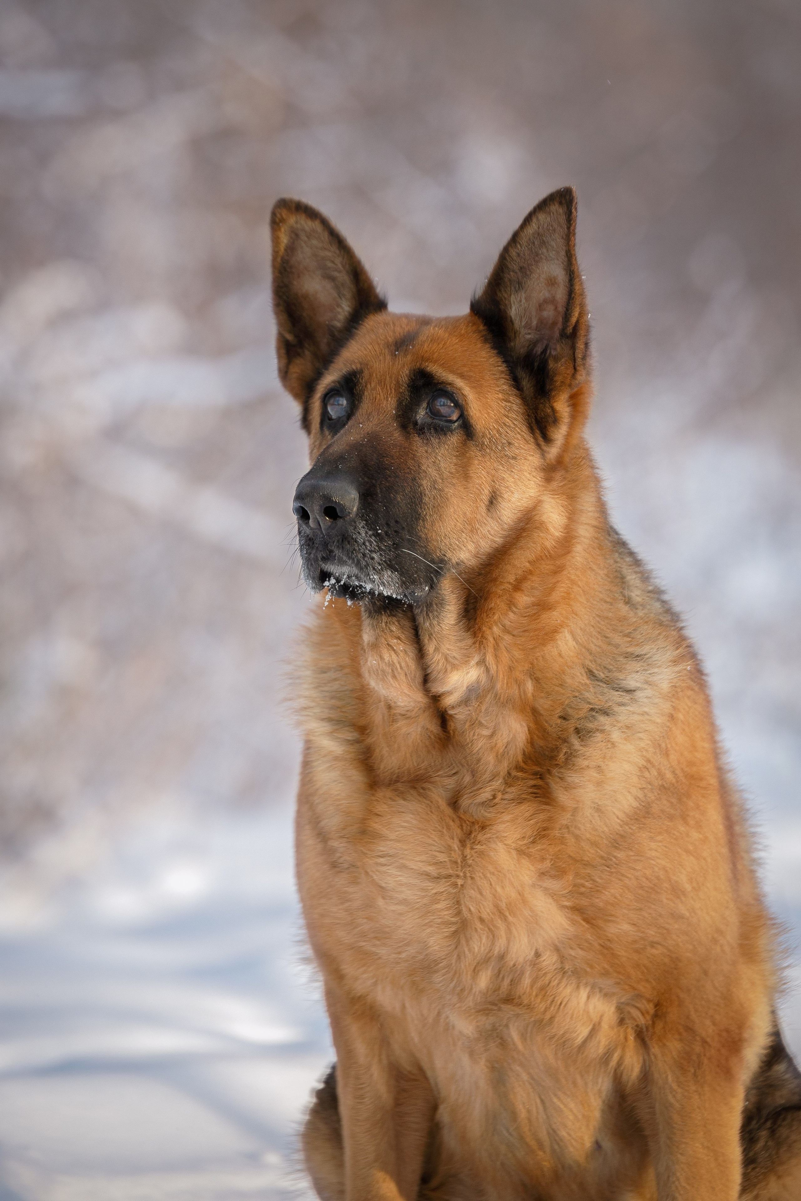 Барса. Юлия Микульская. Рыбинск