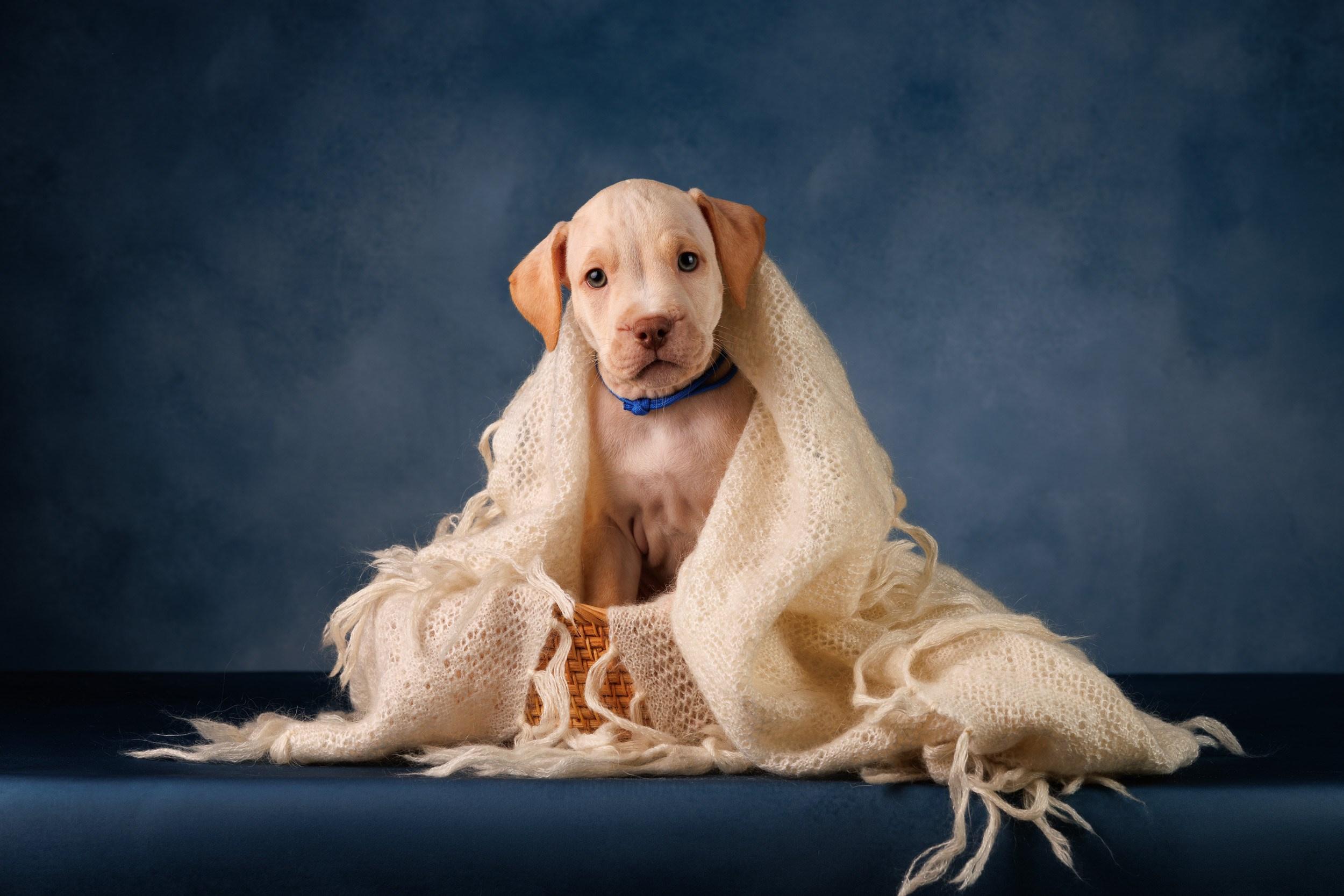 Съемка щенков АПБТ. Фотограф-анималист в Москве и Московской области Татьяна Фролова