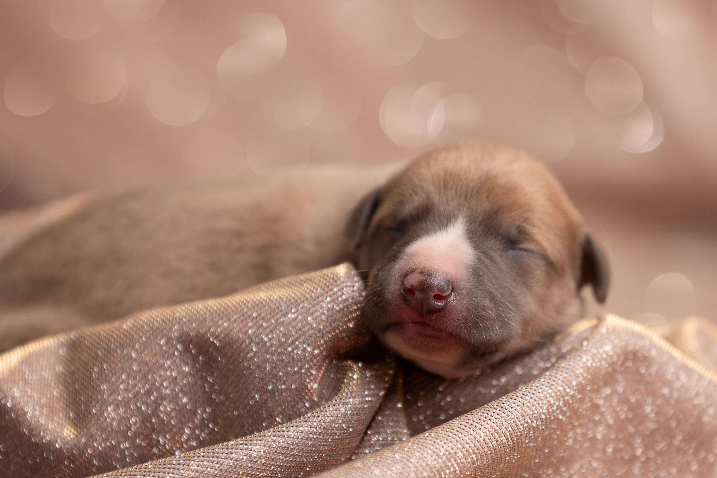Ньюборн для щенков уиппета. Фотограф-анималист в Москве и Московской области Татьяна Фролова