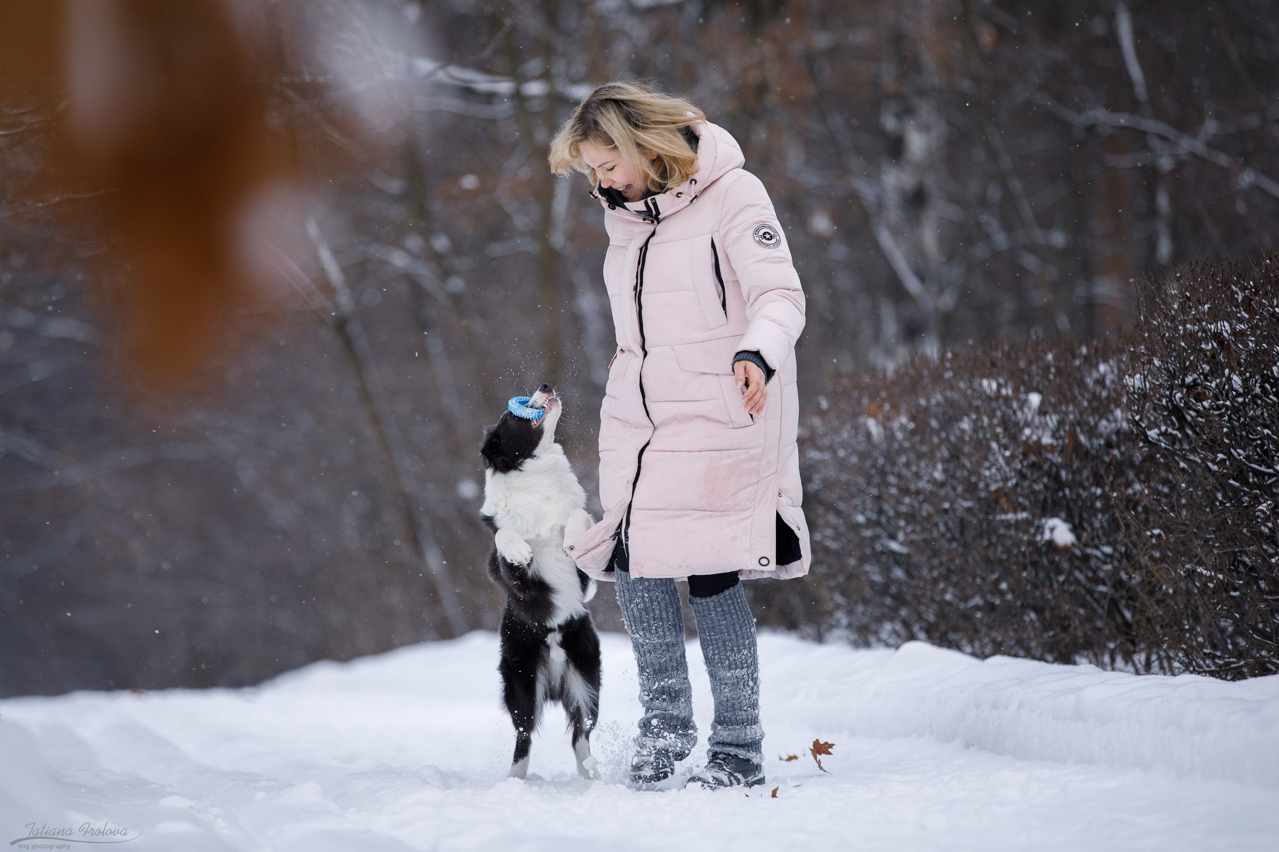 Фотосессия бордер-колли в парке. Фотограф-анималист в Москве и Московской области Татьяна Фролова