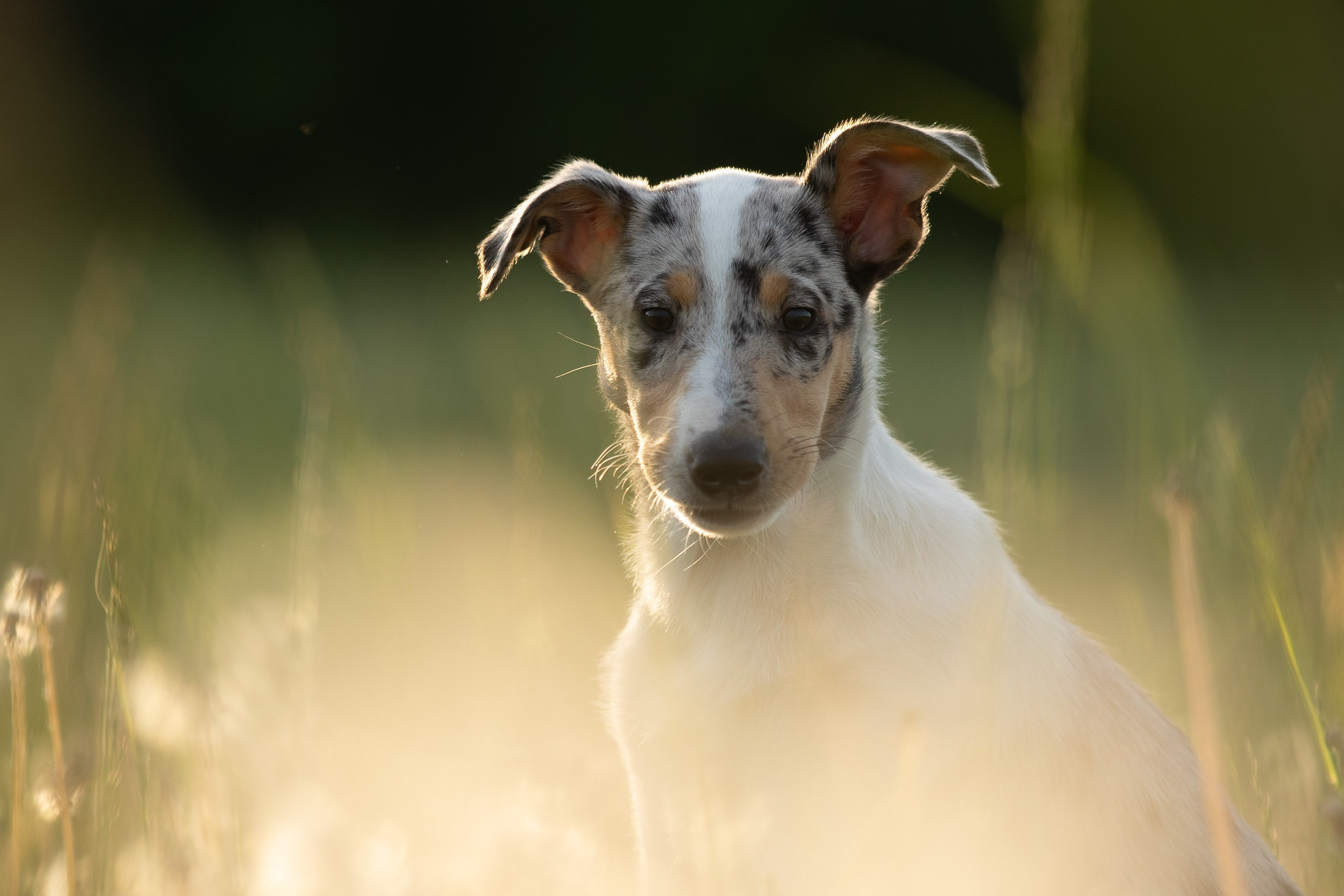 Щенок короткошерстной колли в 3 месяца на прогулке в поле. Фотограф-анималист в Москве и Московской области Татьяна Фролова