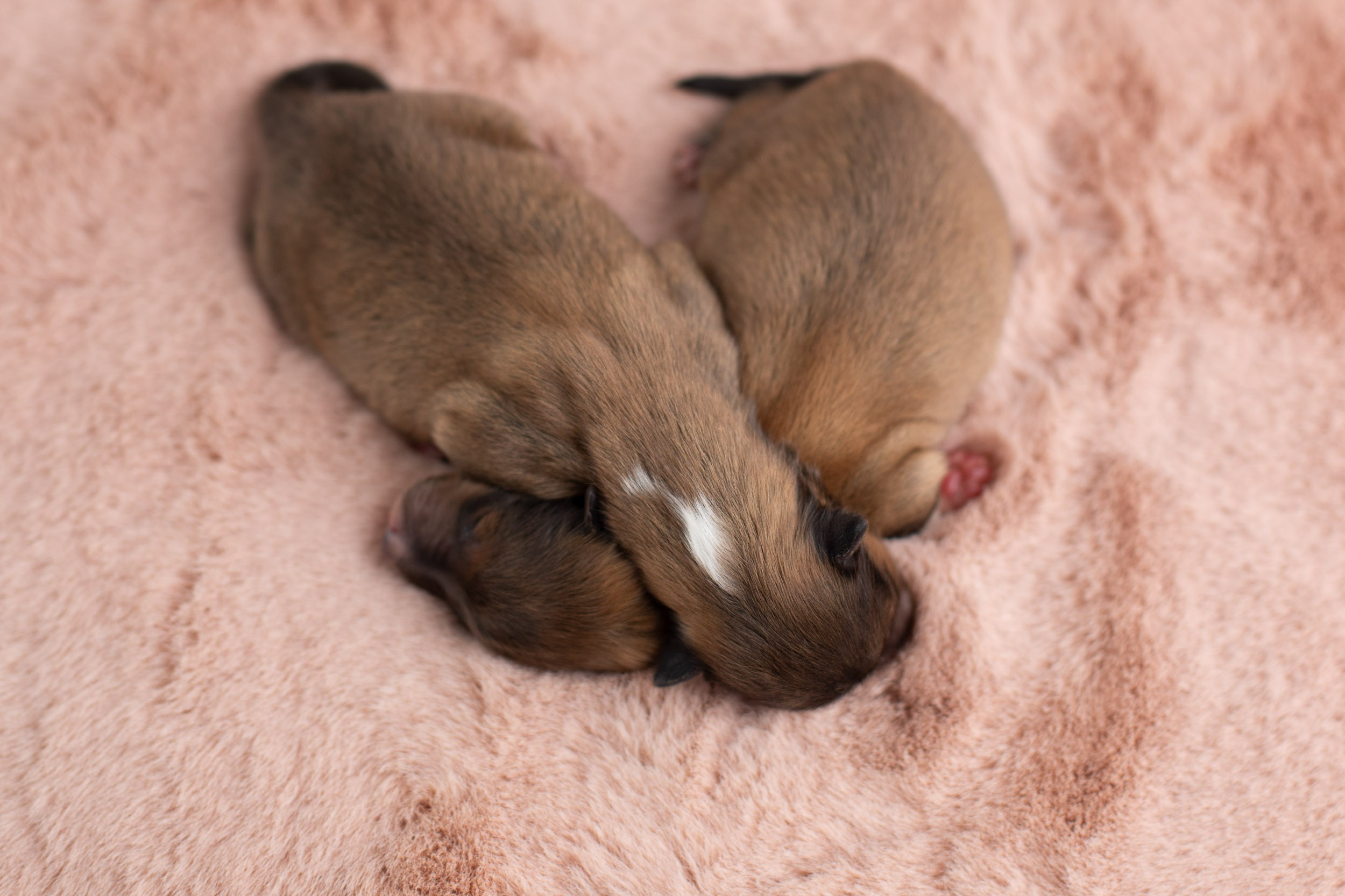 Ньюборн съемка для новорожденных щенков в доме заводчика. Фотограф-анималист в Москве и Московской области Татьяна Фролова
