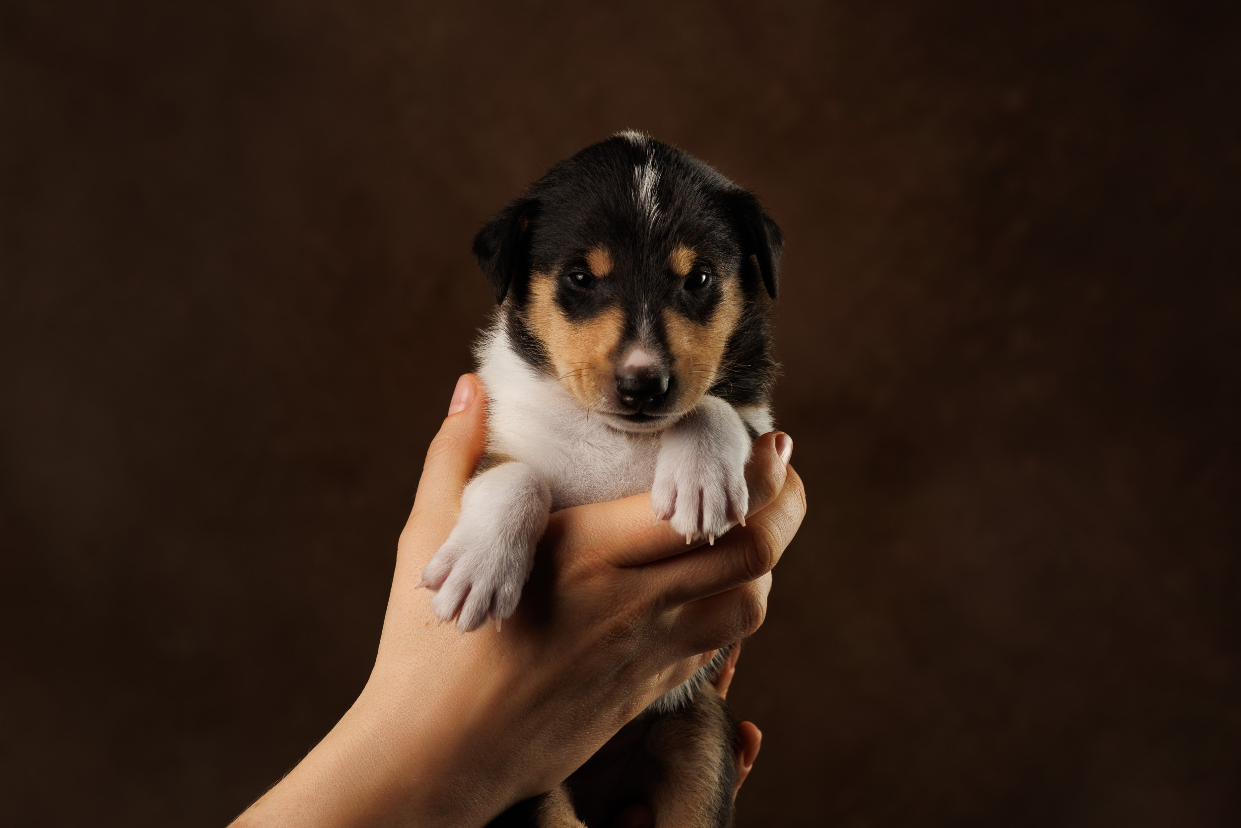 Триколор на коричневом. Фотограф-анималист в Москве и Московской области Татьяна Фролова