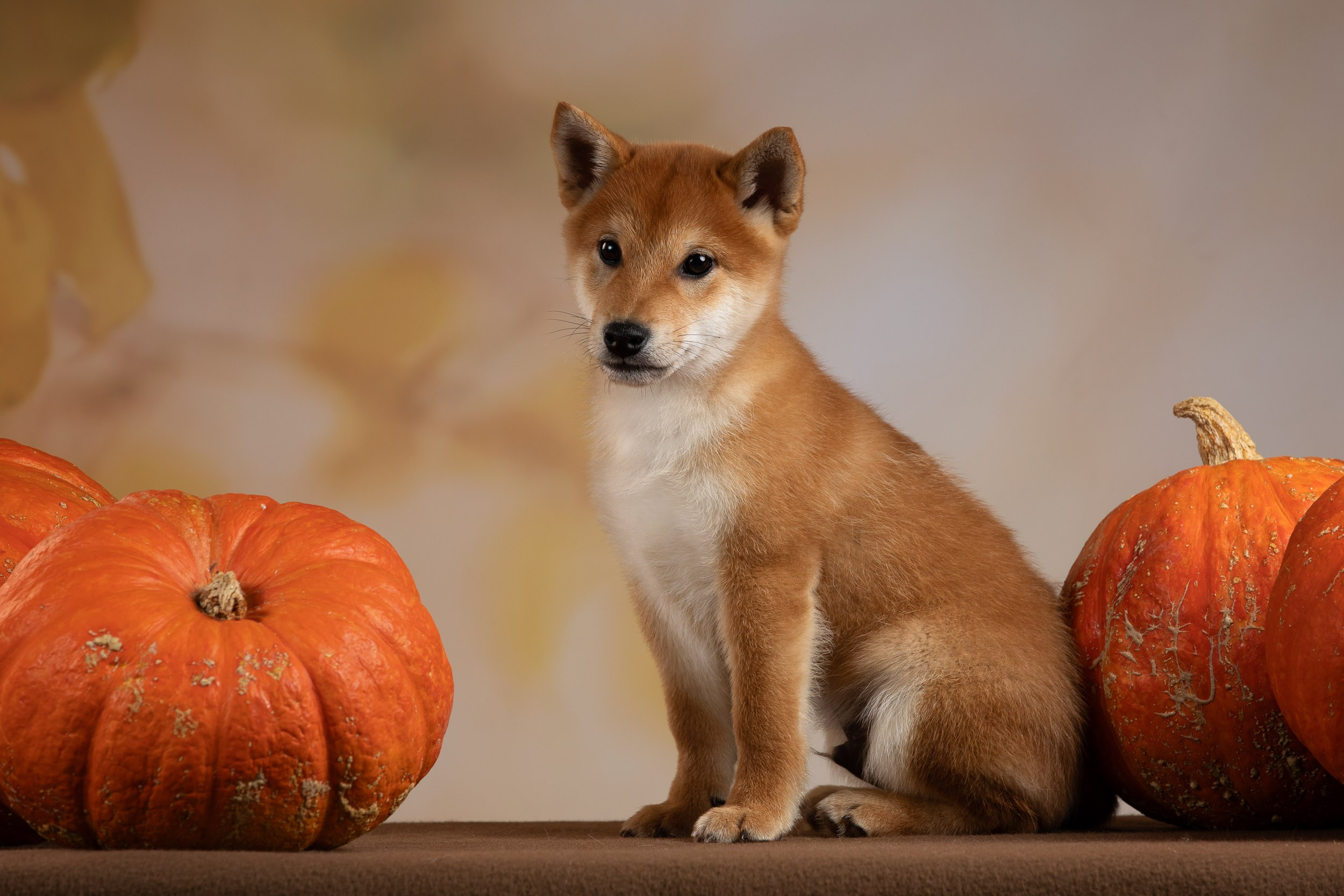 Съемка щенков на продажу с искусственным светом. Фотограф-анималист в Москве и Московской области Татьяна Фролова