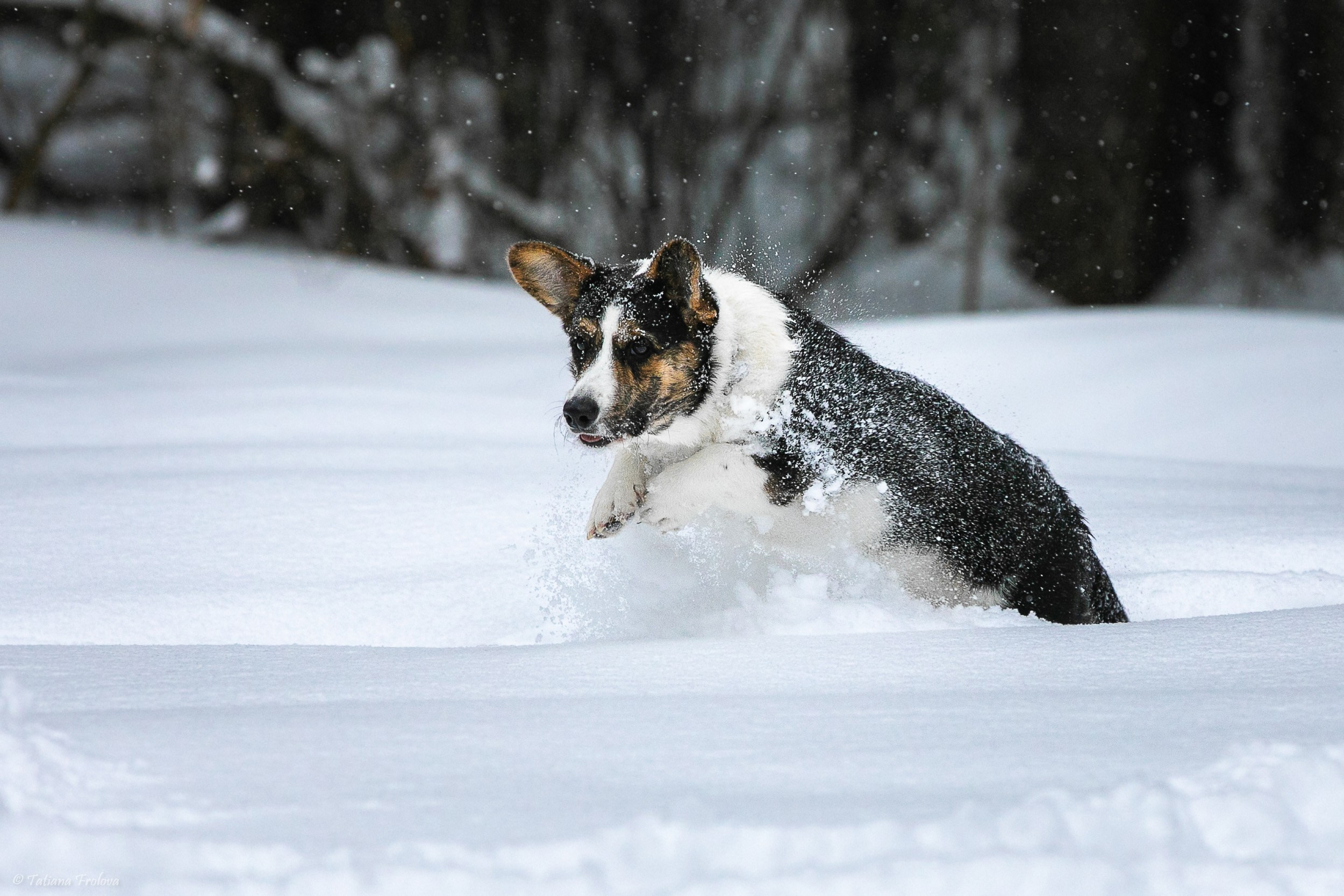 Фотосессия с собаками в зимнем лесу в Пушкино. Фотограф-анималист в Москве и Московской области Татьяна Фролова