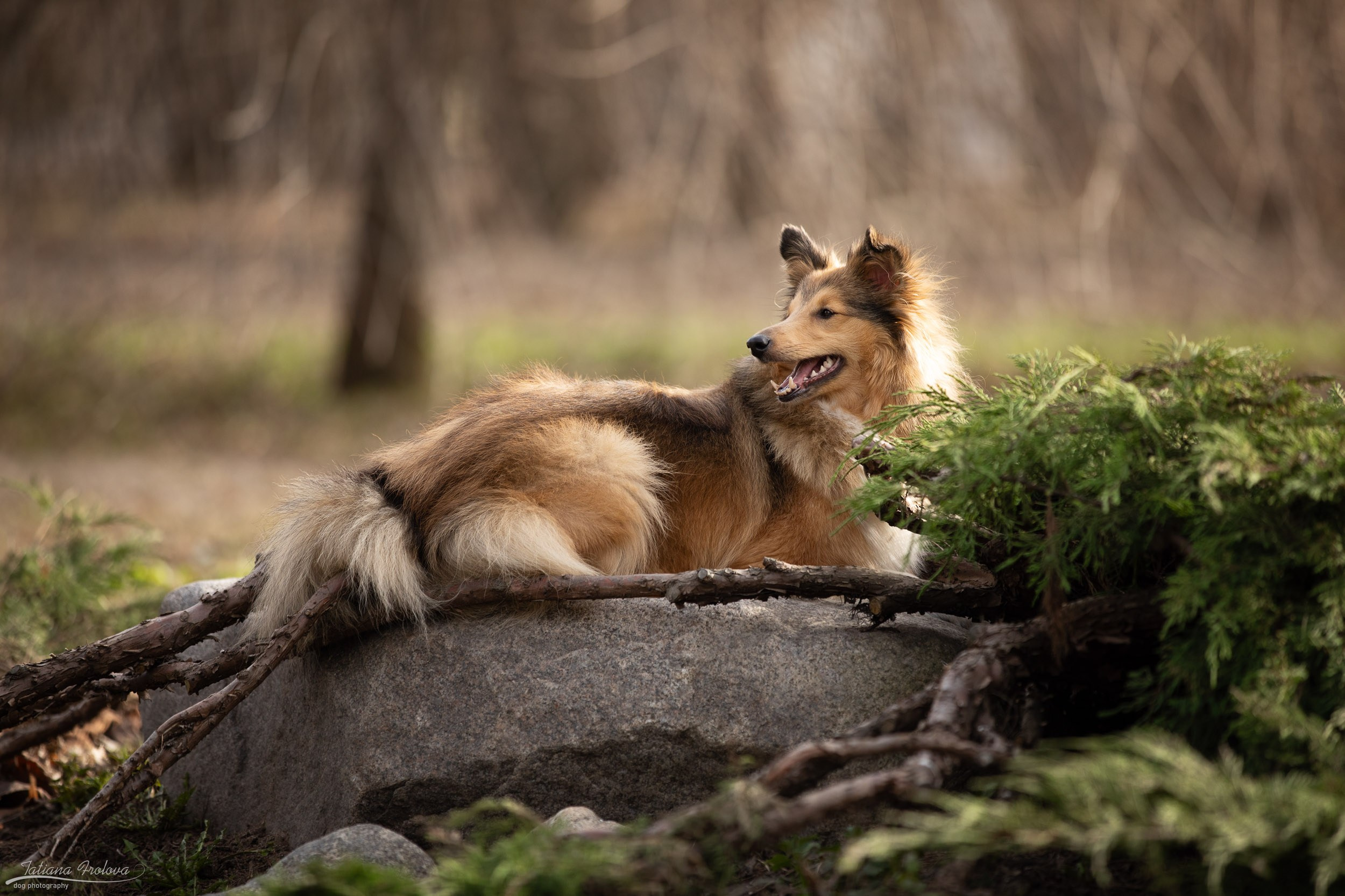 Фотопрогулка для шелти и её хозяйки в Ботаническом саду. Фотограф-анималист в Москве и Московской области Татьяна Фролова