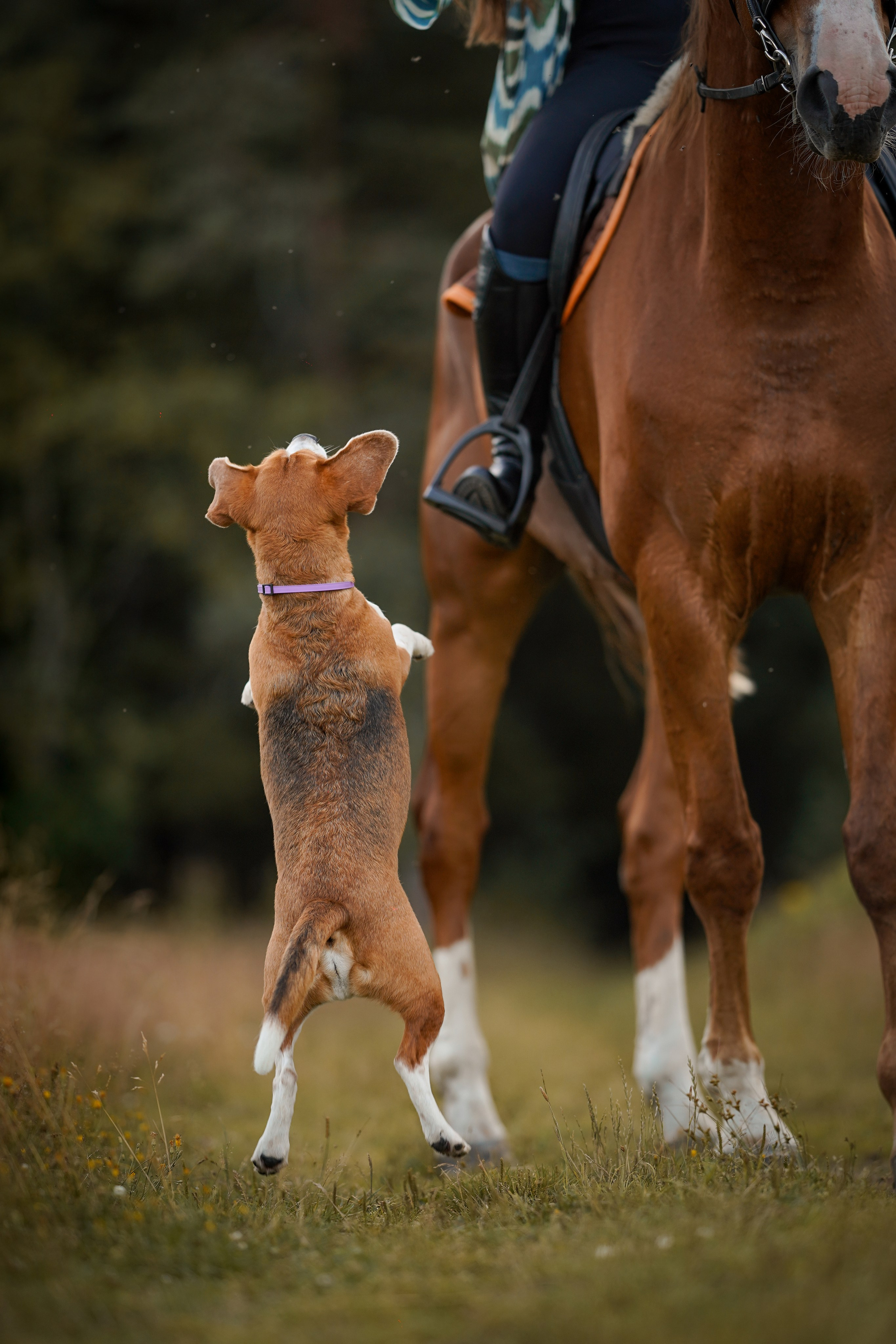 Лера Джон и Диамант. Фотограф-анималист в Санкт-Петербурге Яна Мартынова