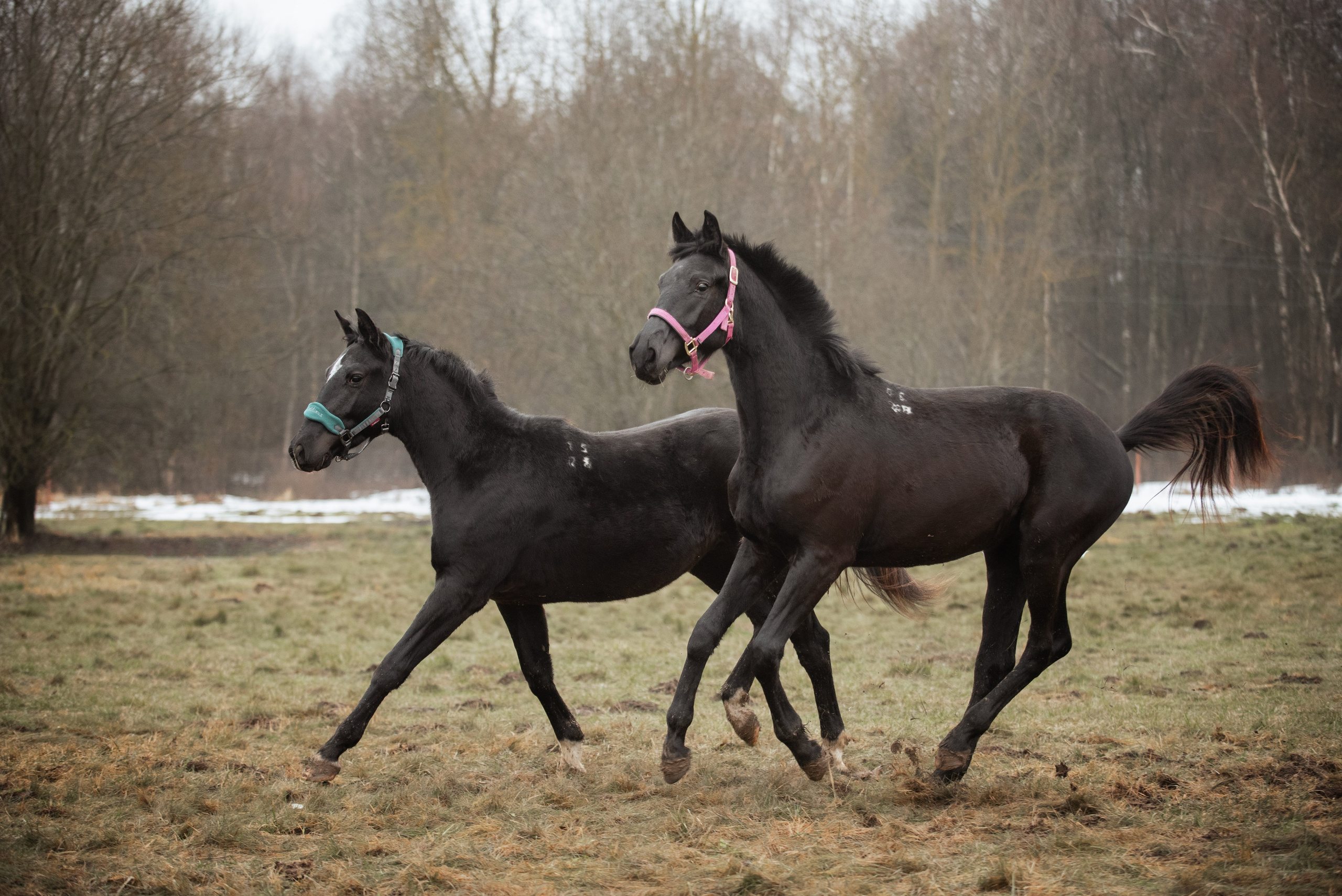 Мелкаши ЮНА. Куракина Дарья • Конный фотограф