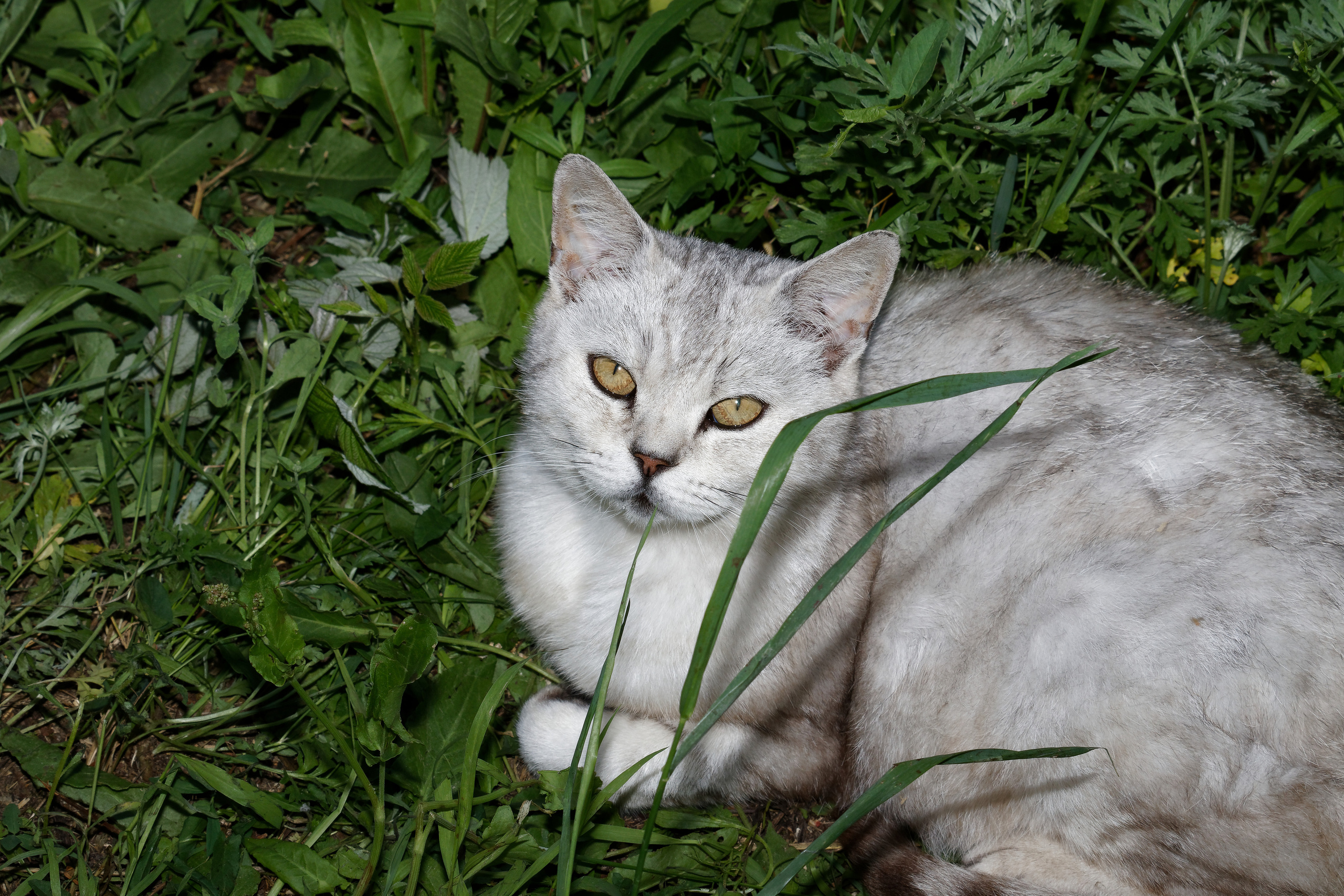 КОШКИ. Фотограф Владимир Роля