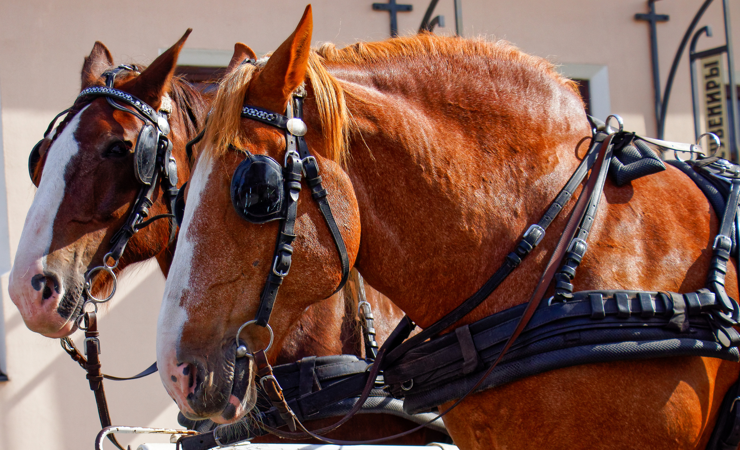 Фотограф Владимир Роля