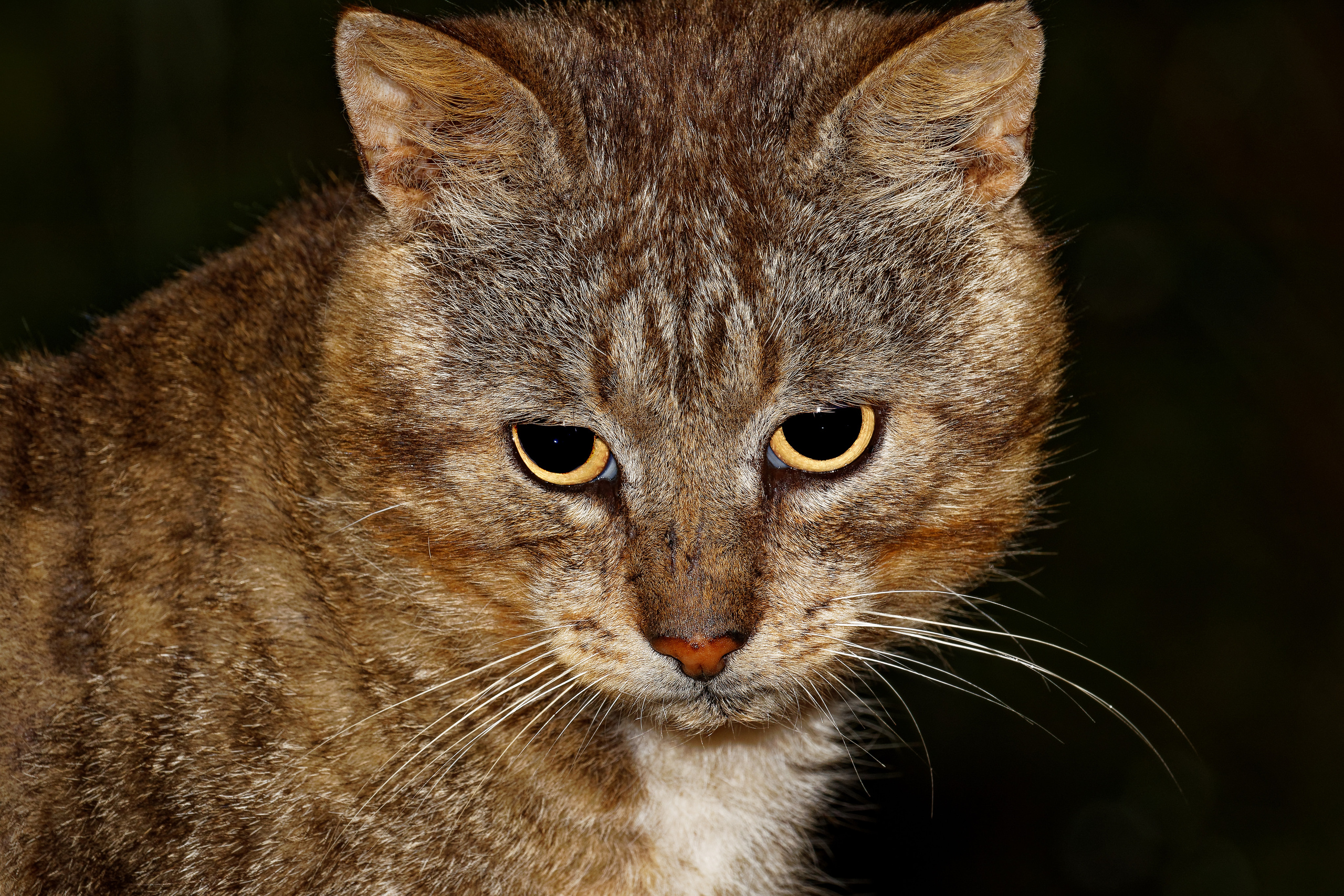 КОШКИ. Фотограф Владимир Роля